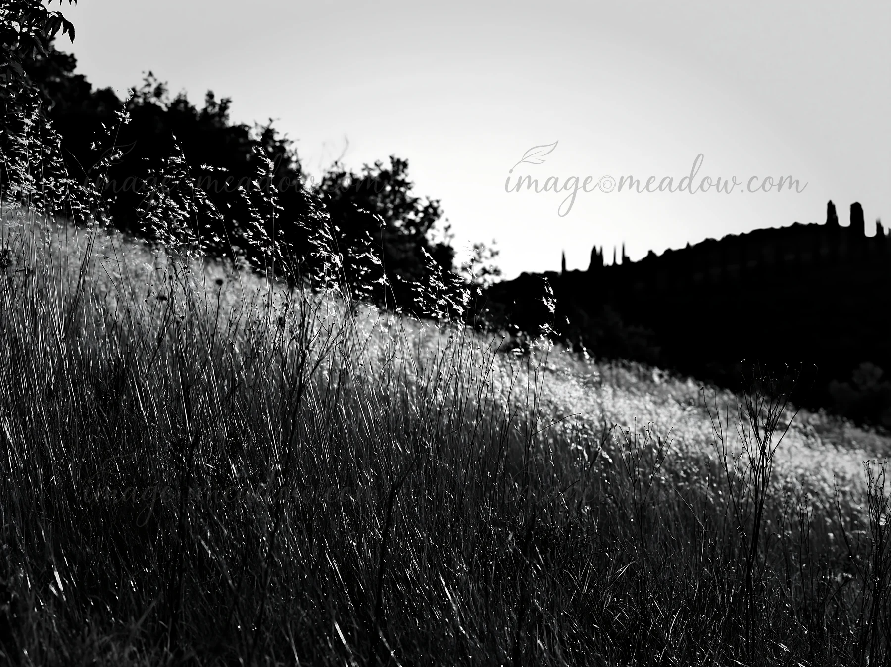A tall grass meadow glows in the sunlight at sunset, surrounded by trees on the hillside. The golden grass sways gently in the wind, creating a natural scene. P