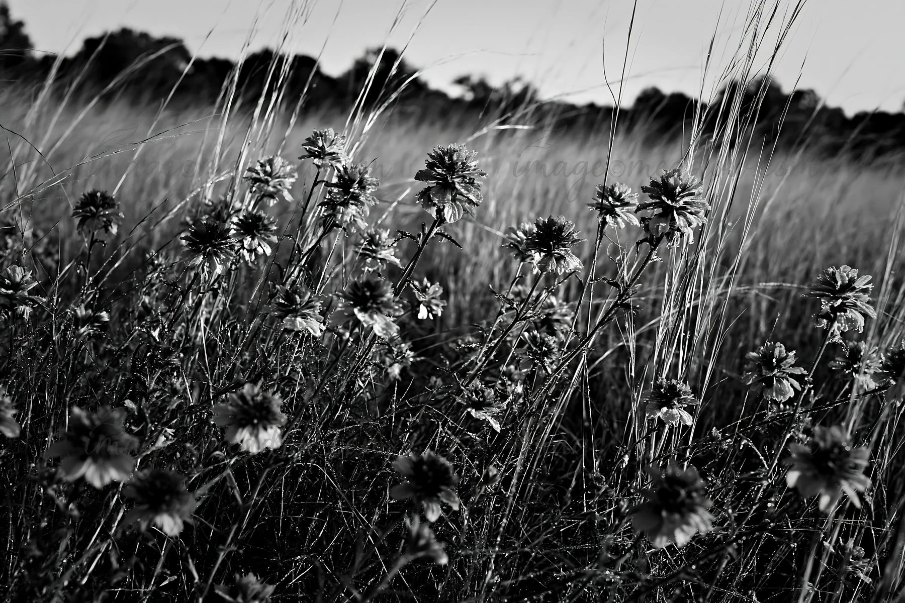 A field of tall grass and wildflowers is captured in black and white. The scene shows natural vegetation in a meadow during daylight, with a focus on the flower