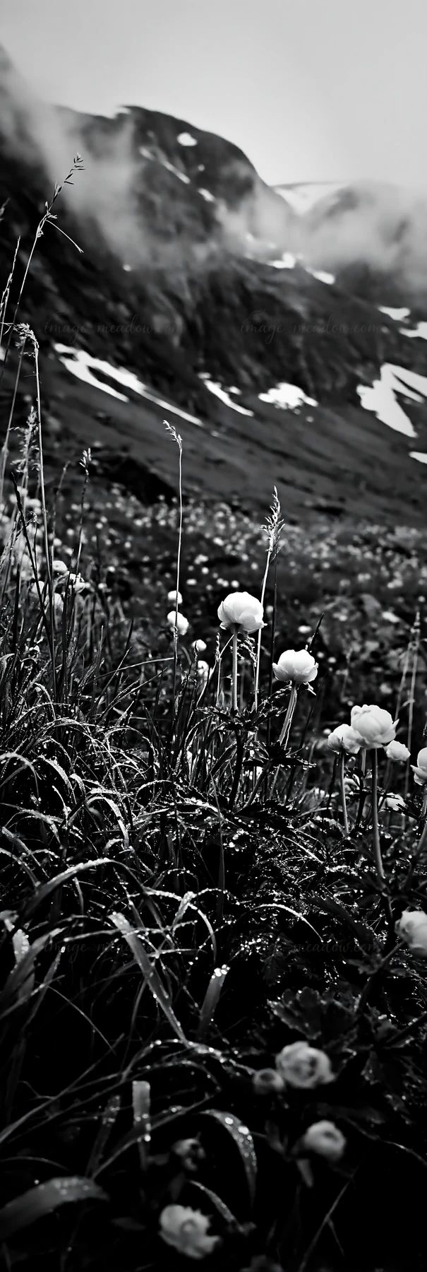 A tall grass meadow features white flowers among green blades, with a backdrop of mountains. The scene has a monochrome style, creating a dramatic effect in the