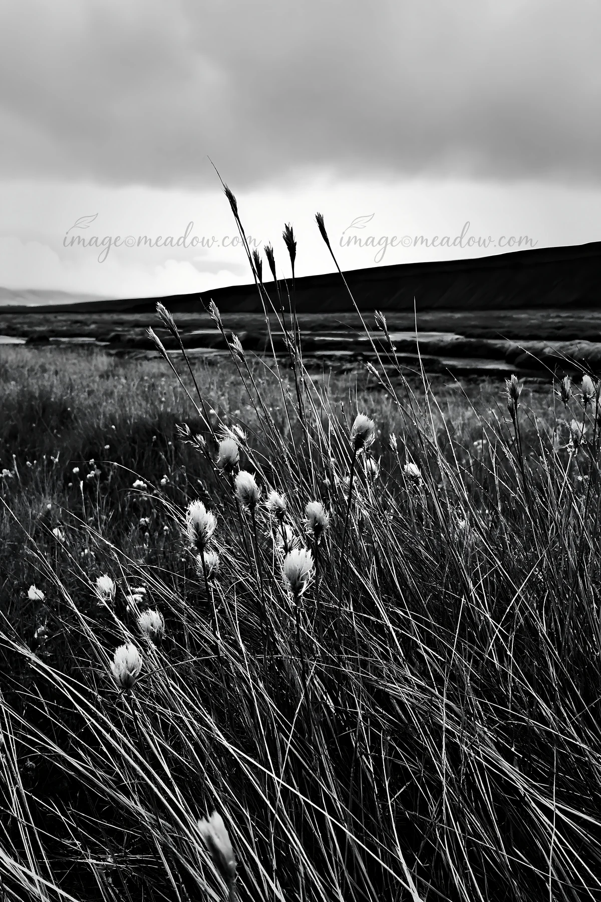Tall grass in a meadow stretches across the landscape. The clouds overhead create a moody atmosphere. The scene captures the natural beauty of the outdoors.