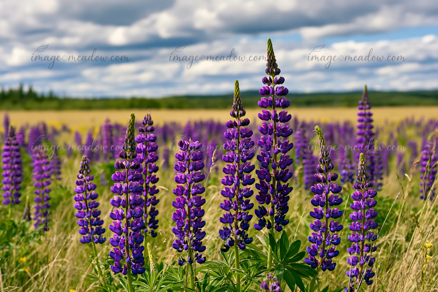 Tall purple lupines fill the foreground of a wide meadow under dramatic clouds.