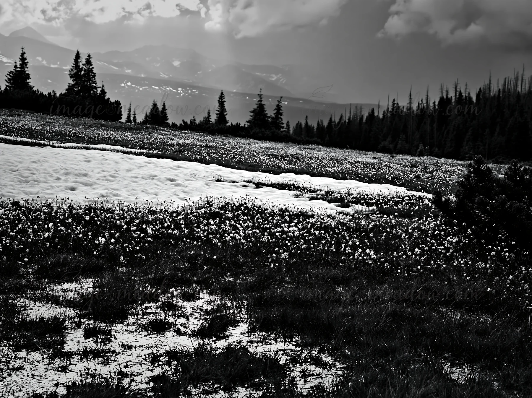 A meadow in the Tatra mountains shows blooming flowers alongside patches of snow melt. The landscape features dense trees in the background and cloudy skies abo