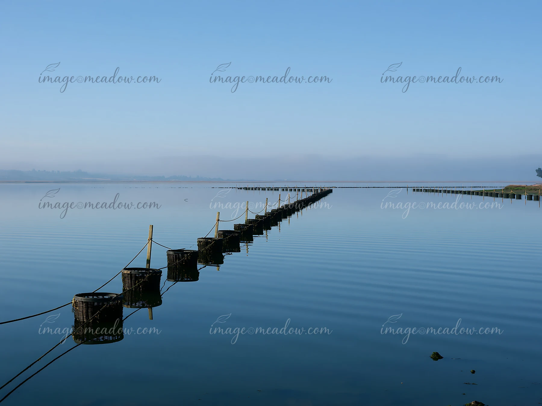 The calm waters of the coastline with oyster beds show a series of baskets placed along wooden poles.