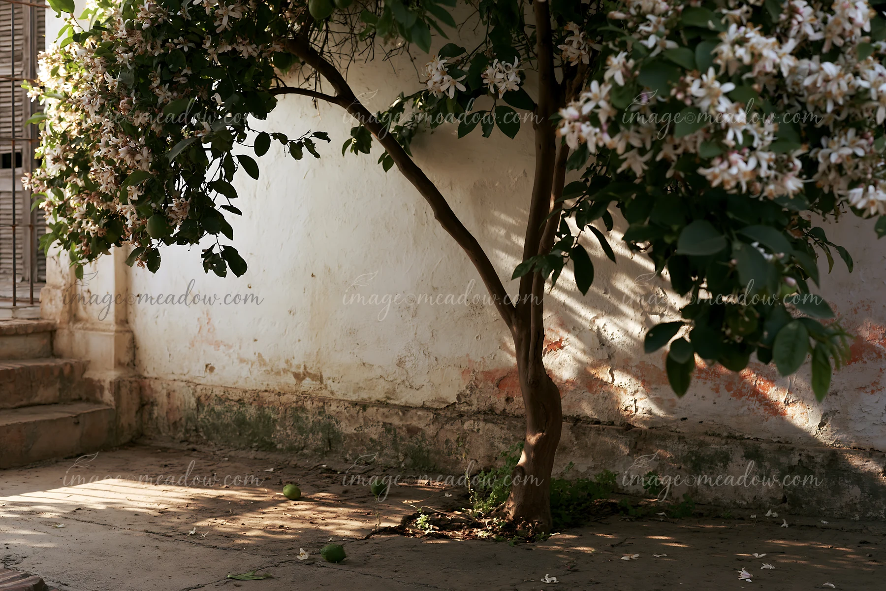 This lemon tree features white blossoms and green fruit, standing against a weathered wall in a courtyard setting with sunlight casting shadows on the ground.