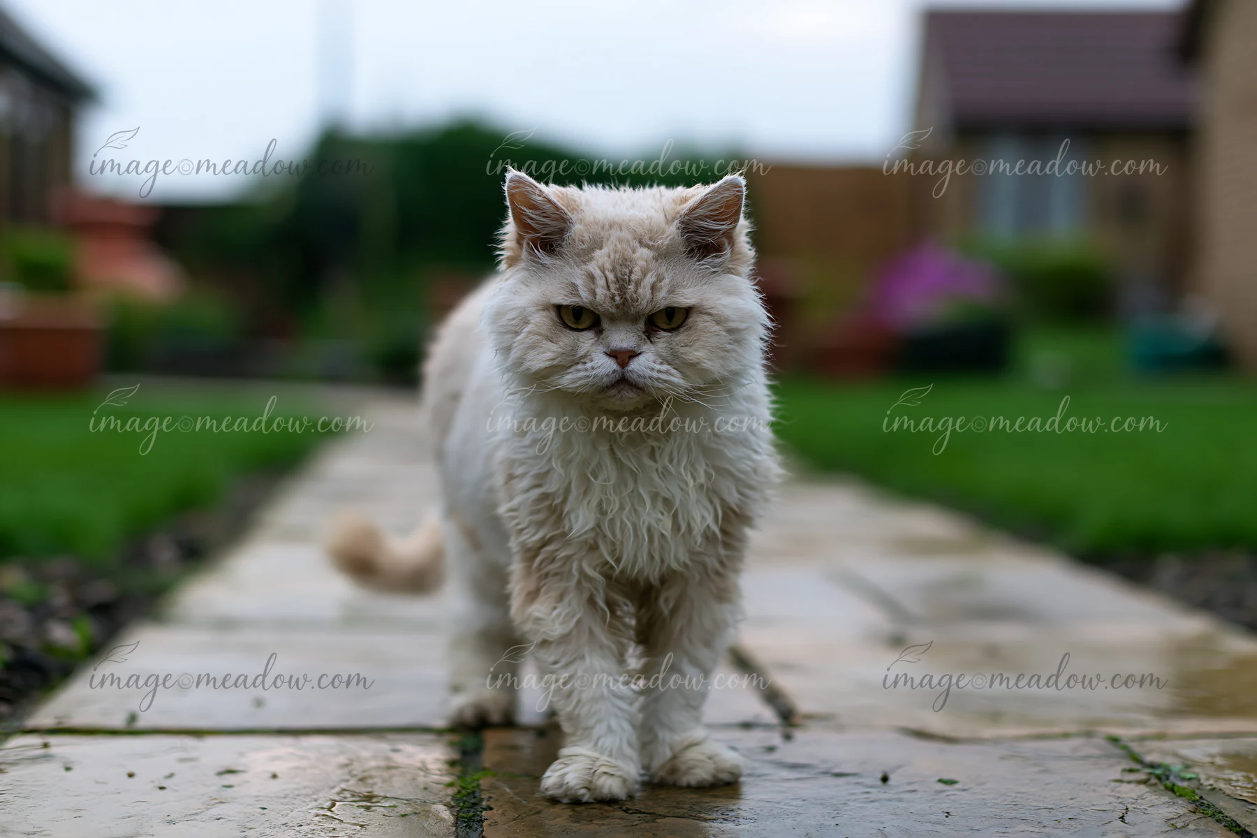 This Selkirk Rex cat walks along a stone path in a garden, surrounded by green grass and distant flowers.