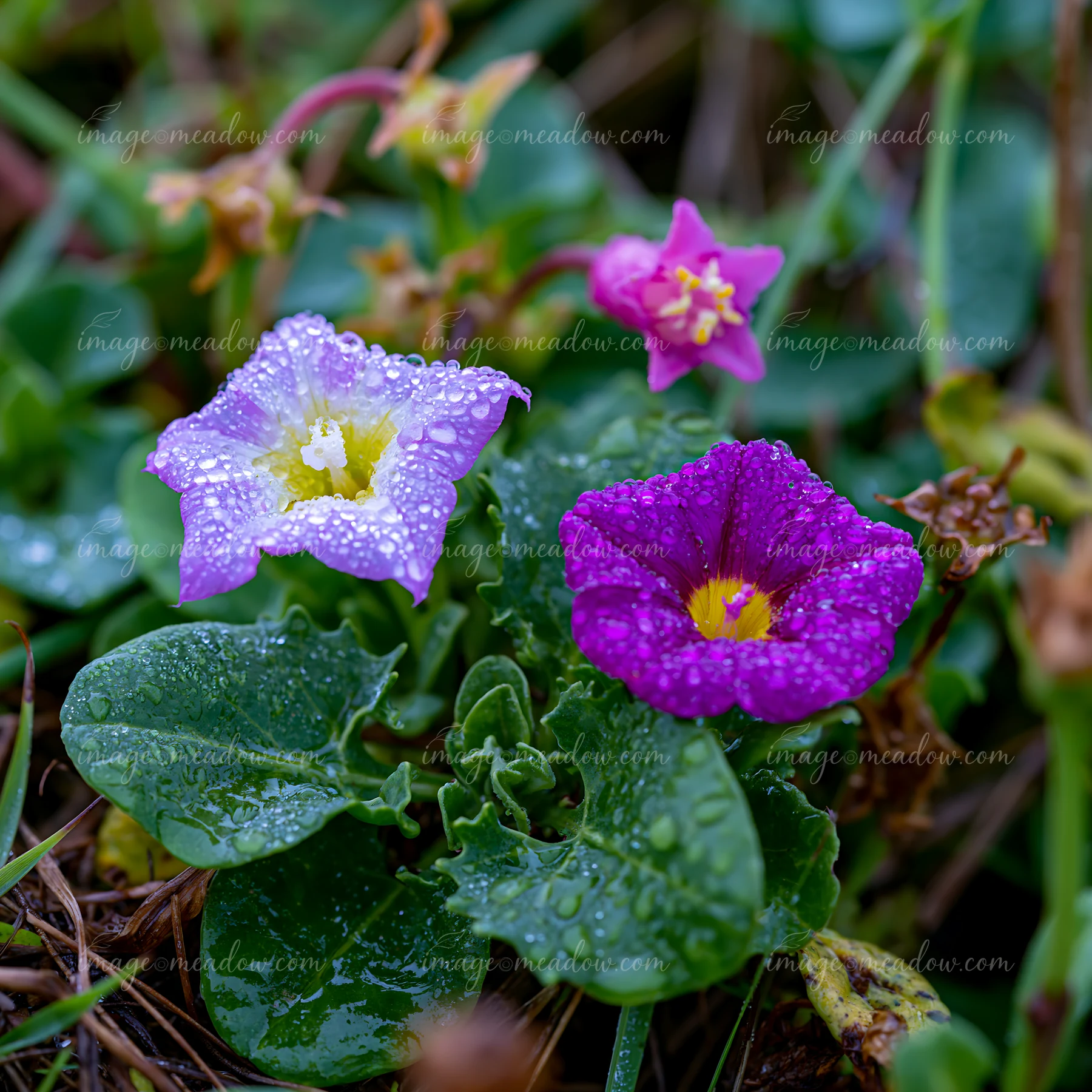 Three dew-covered flowers bloom among green leaves near beach dunes.