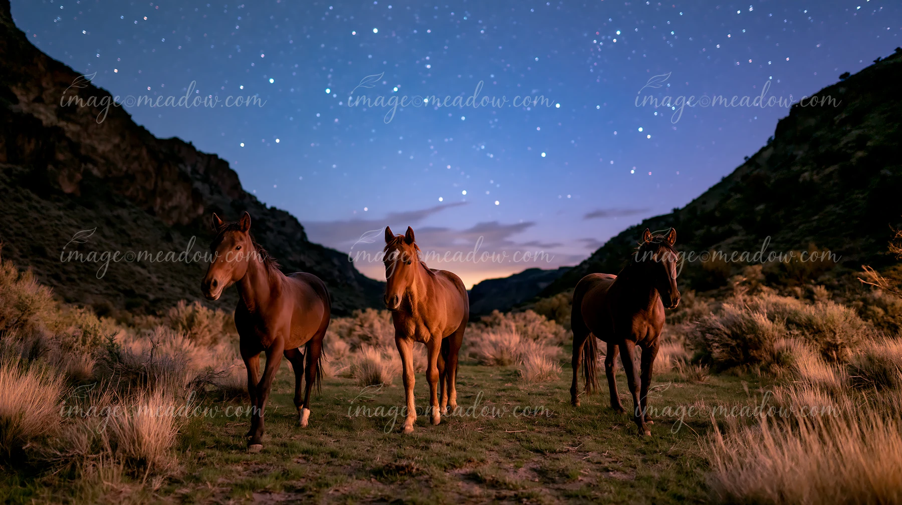 Three horses stand on a grassy trail between rugged mountains beneath bright stars at twilight.