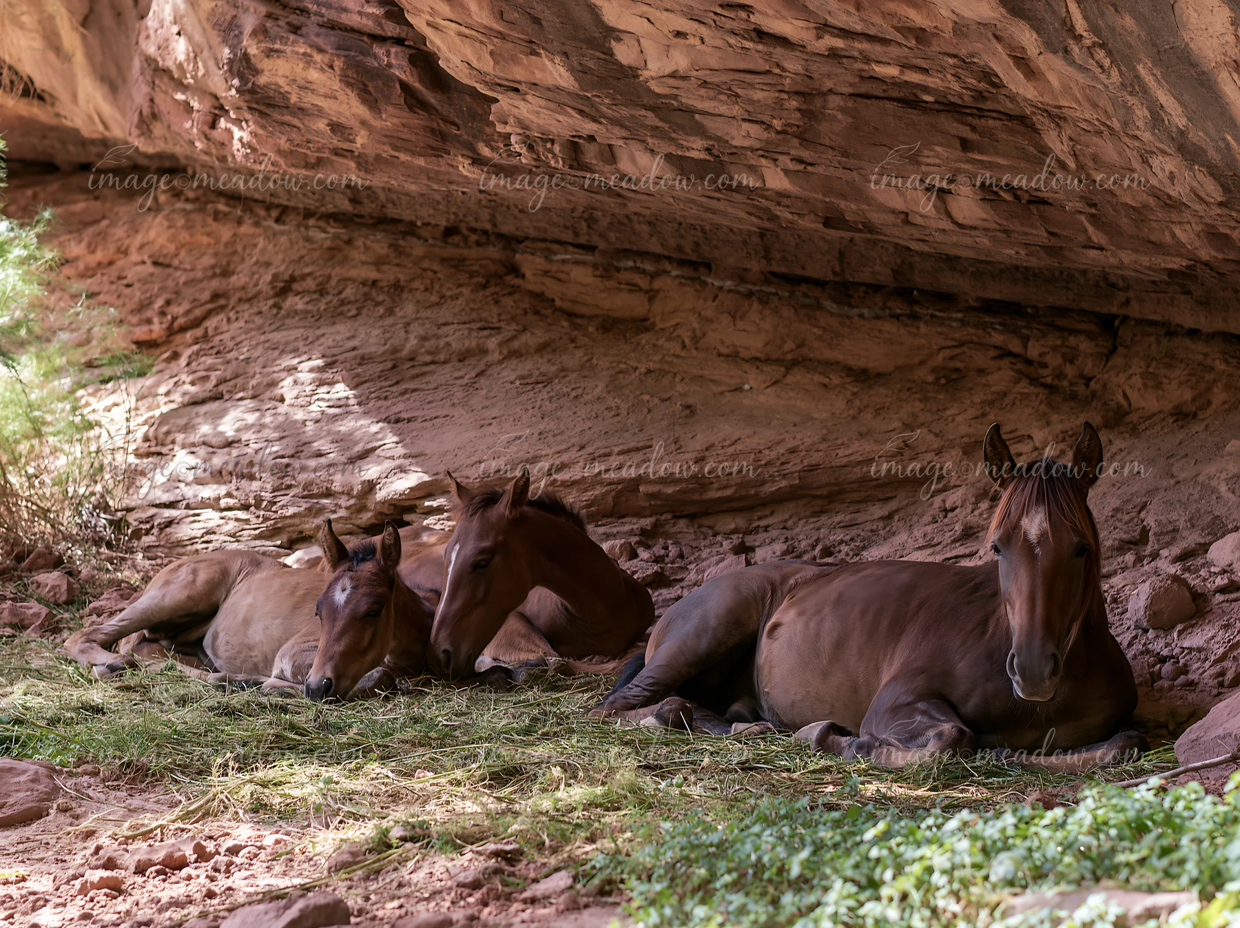 Three wild horses are resting on the ground near canyon cliffs.