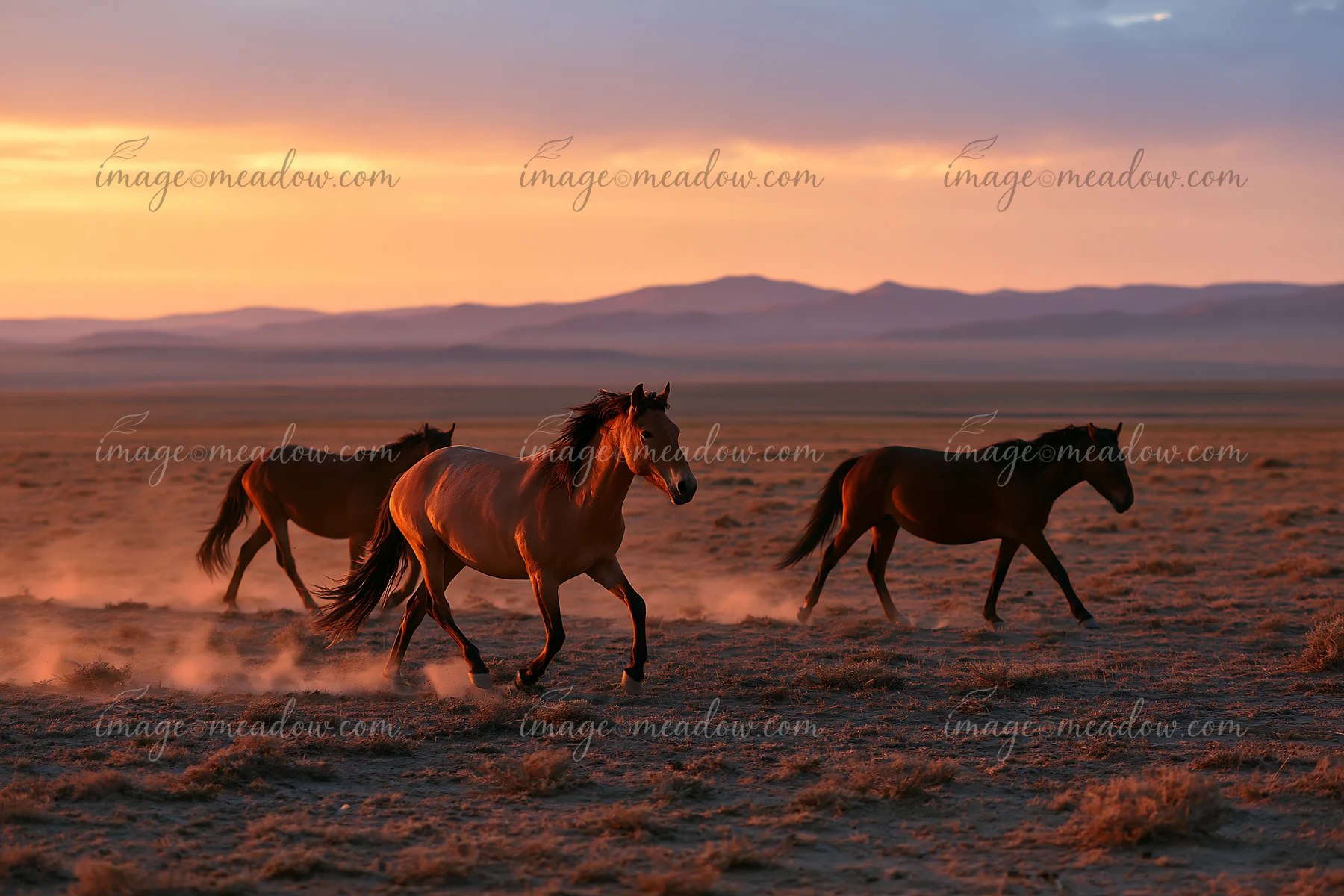 Three wild horses run across a dusty desert plain during sunset.