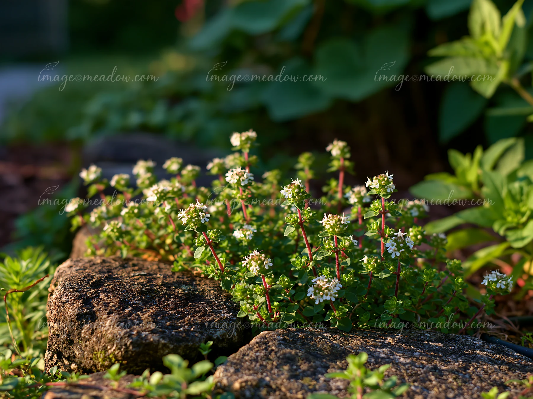 Thyme flowers bloom between stones in a garden, showcasing small white blossoms against a backdrop of green foliage and rocky textures.