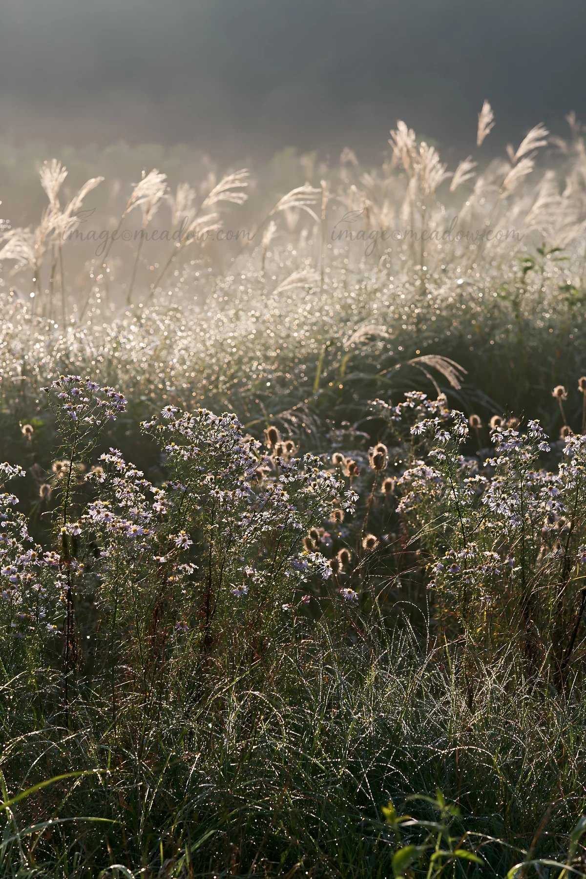 Morning light shines on a biodiversity meadow in Tokyo. Seedheads and small flowers are visible, creating a vibrant natural setting with dew on the grass.