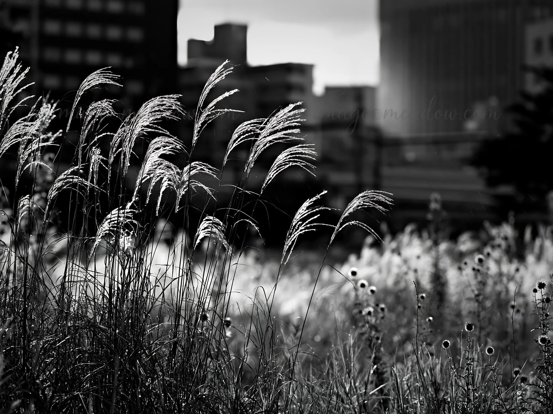 A meadow in Tokyo showcases tall seedheads with buildings in the background. The sunlight adds a warm tone as the grasses sway gently in the urban environment.