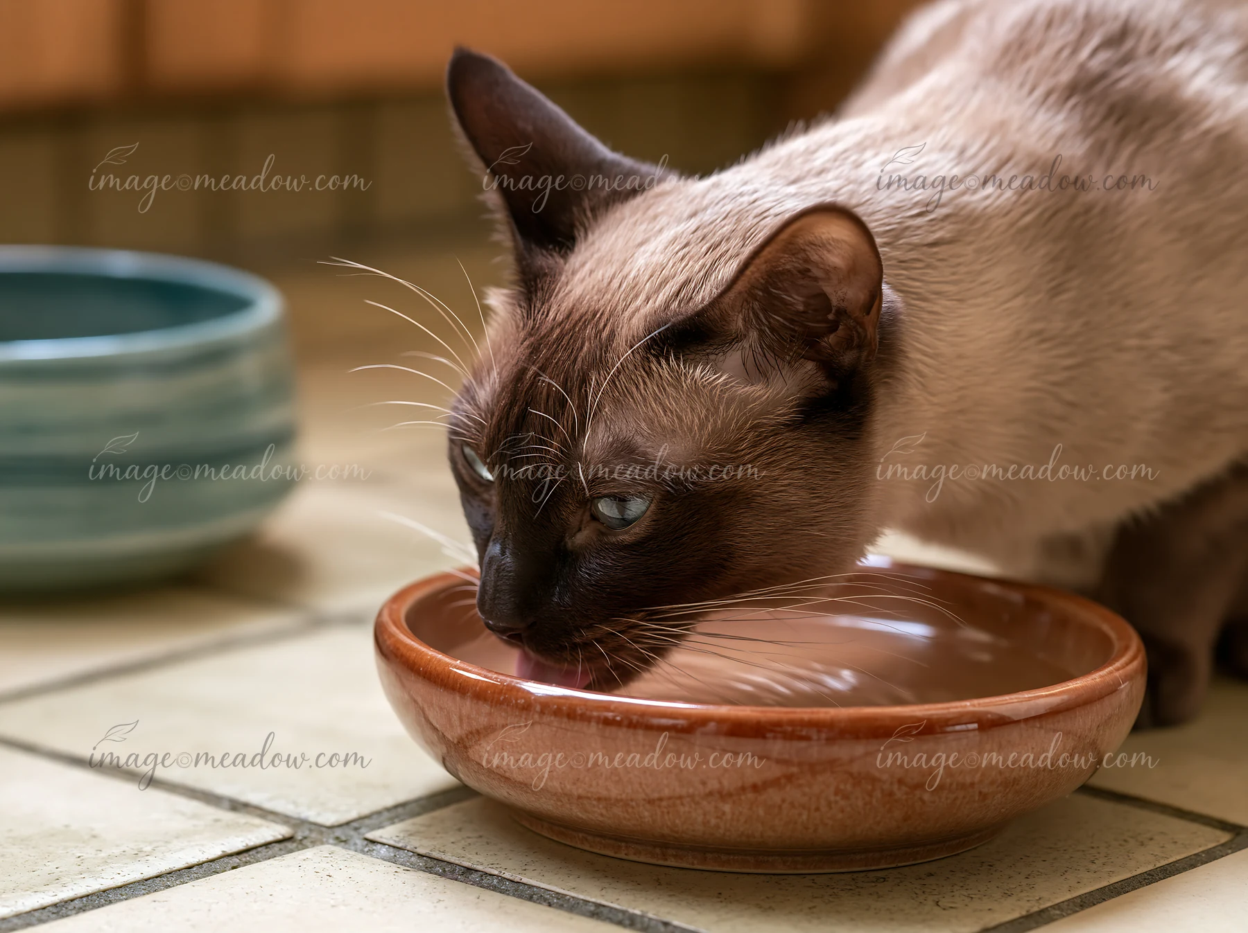 Tonkinese cat drinks from a ceramic bowl on a tiled indoor floor.