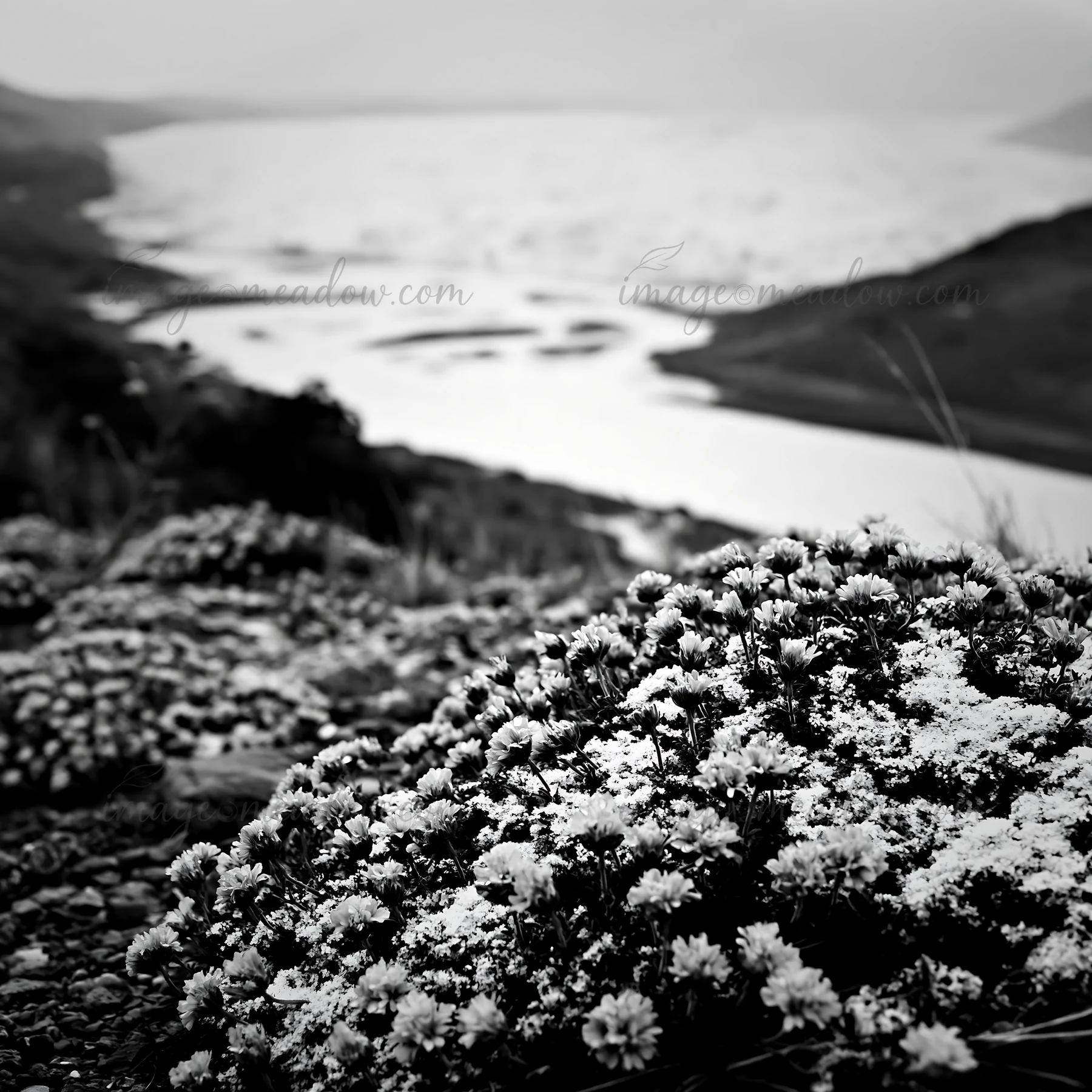 Snow and flowers cover the meadow at Torres del Paine National Park. A river flows in the distance, surrounded by the park's natural landscape during the winter