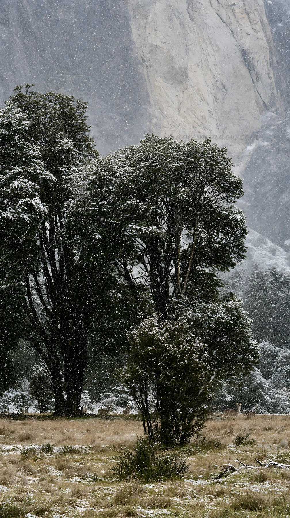 Snow covers the trees in a meadow near Torres del Paine. The scene captures the winter weather in the national park, highlighting the forest and mountain backdr