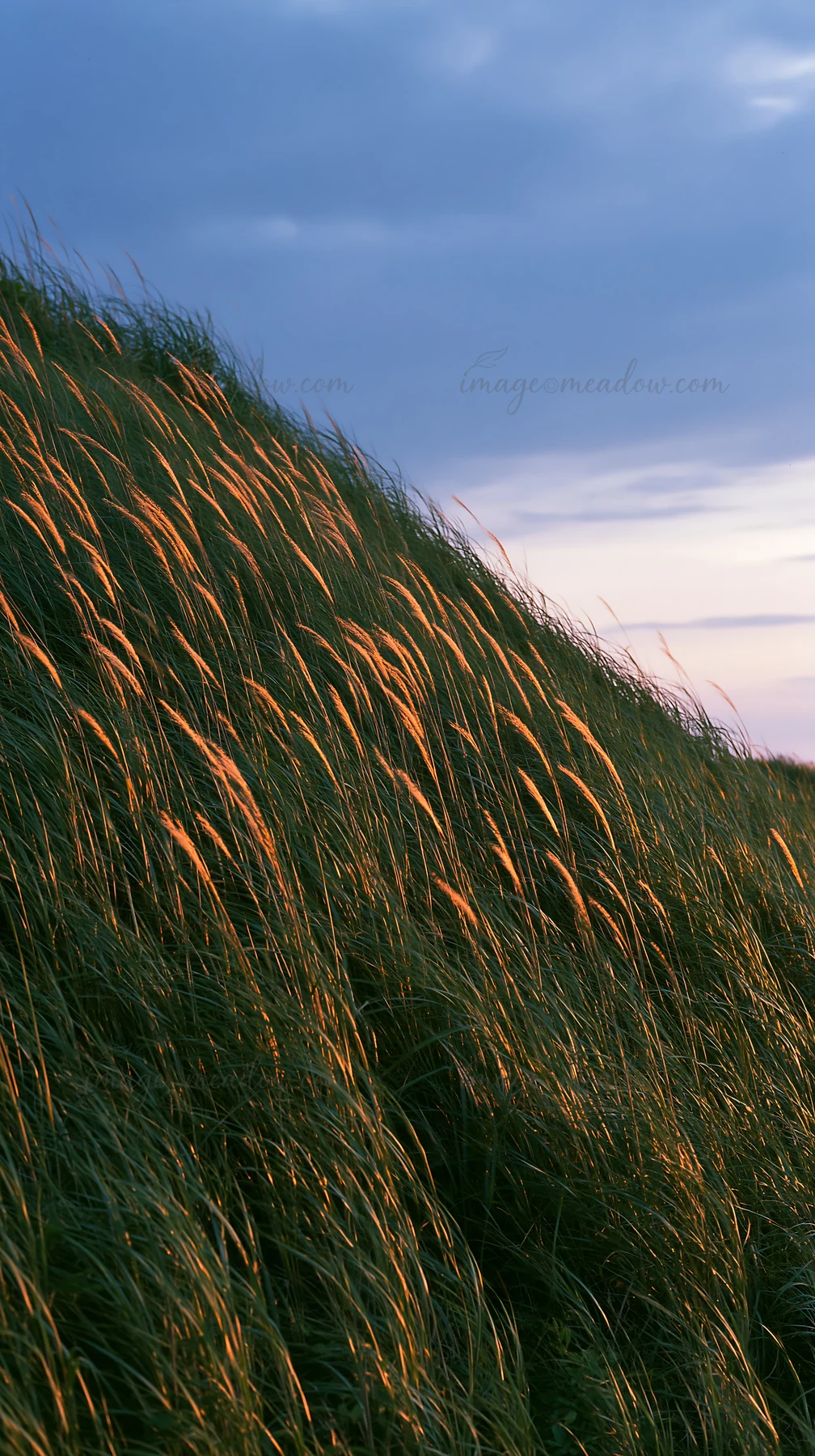 Dune grasses in a Tottori meadow sway as the wind flows through. The scene captures the natural beauty of the landscape against a soft blue sky.