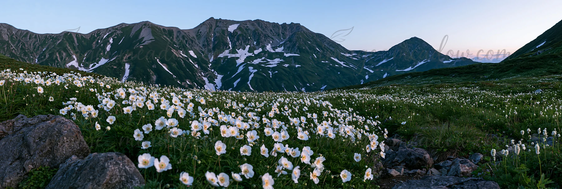 In Toyama, an alpine meadow features snowmelt and rocks, surrounded by white flowers. The mountain landscape showcases slopes and peaks under a clear sky.