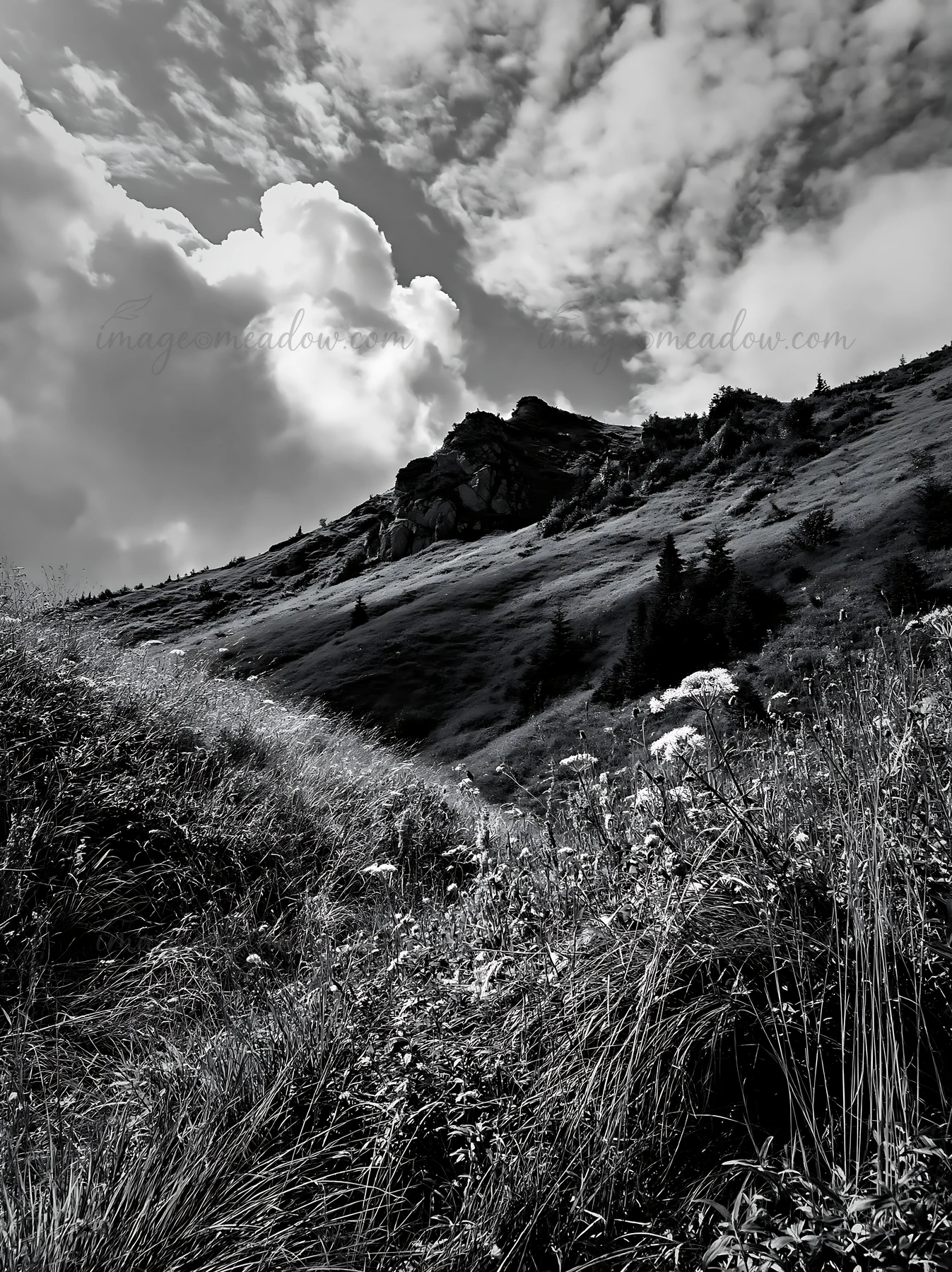 Meadows in Transylvania show tall grass and wildflowers. Clouds move across the sky, casting shadows on the landscape. This scene captures nature in the summer,