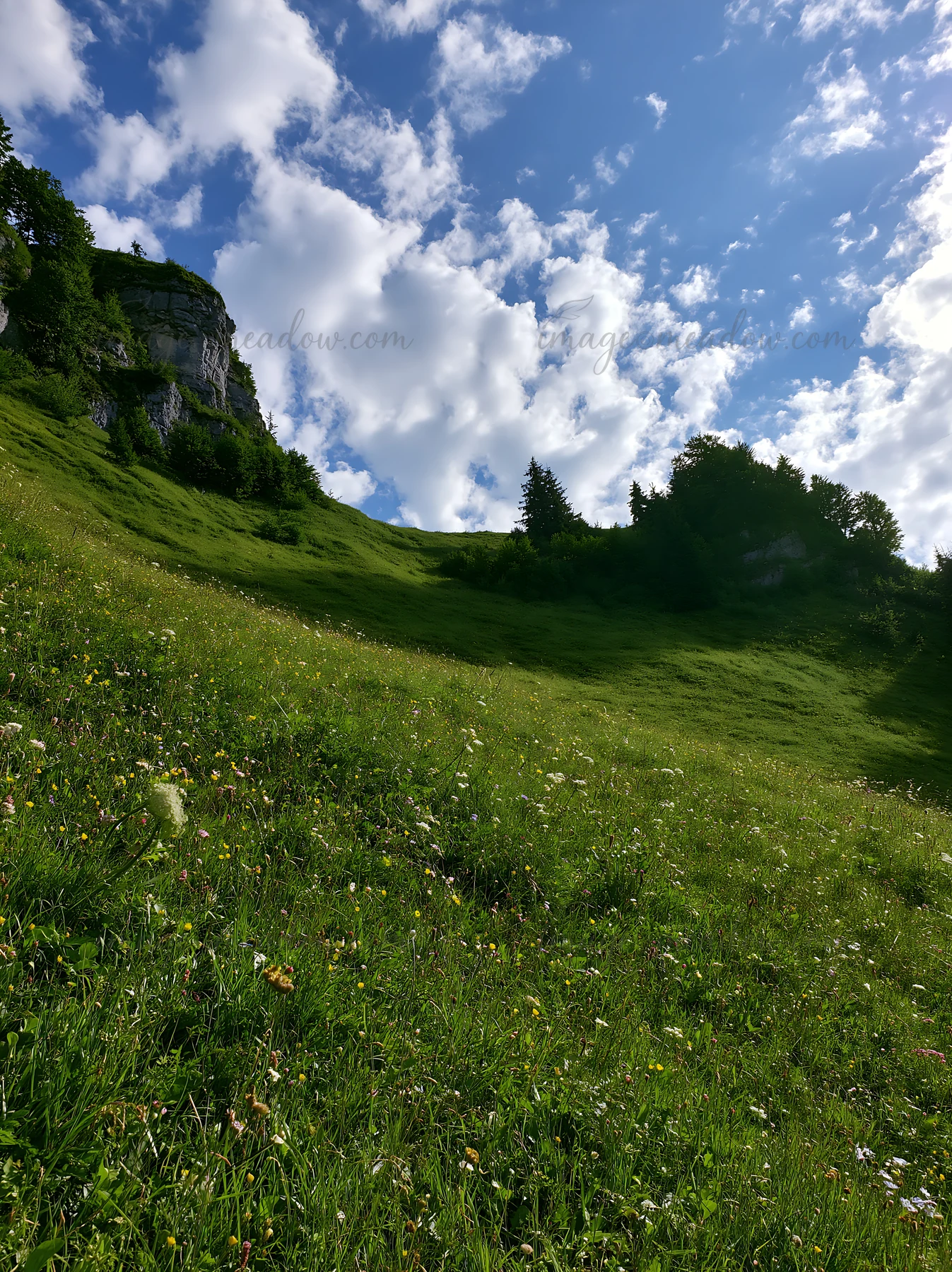 A wide green meadow in the summer shows a mix of grass and wildflowers. In the distance, there are trees and rocky hills under a blue sky filled with clouds. Th