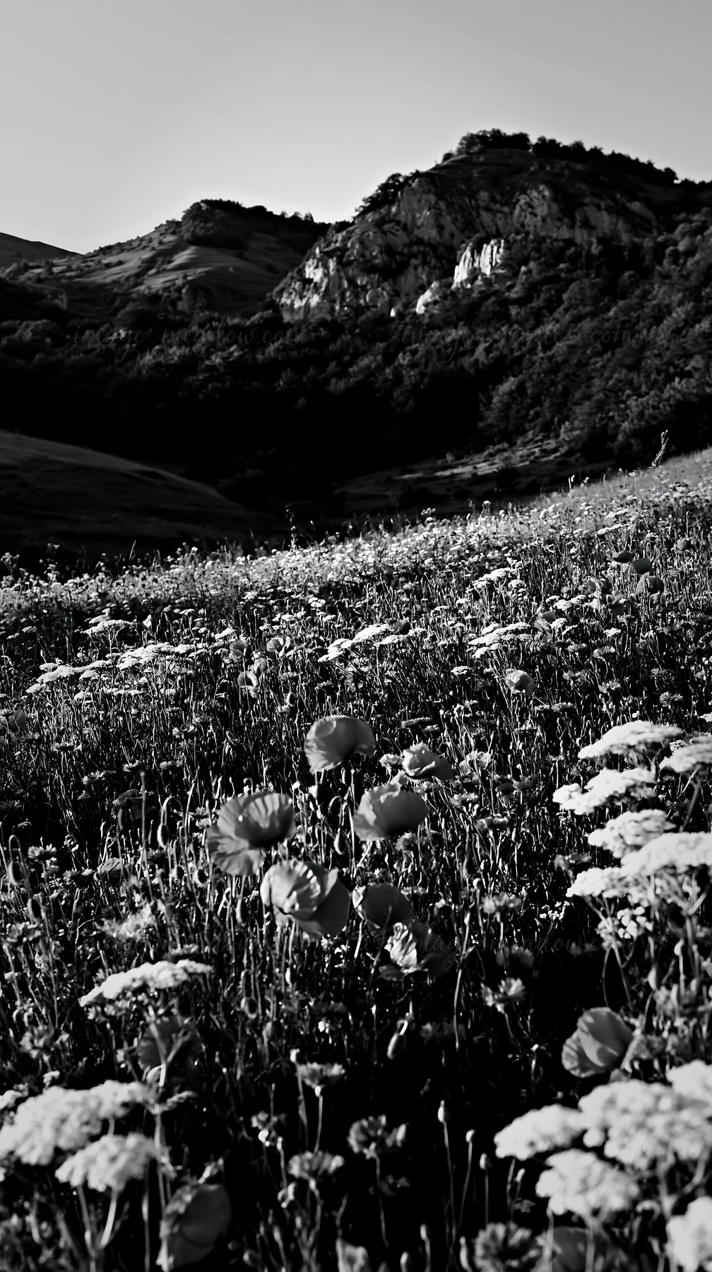 In Transylvania, summer meadows are filled with a variety of wildflowers. The scene captures the lush greenery of the grass and the distant mountains under a cl