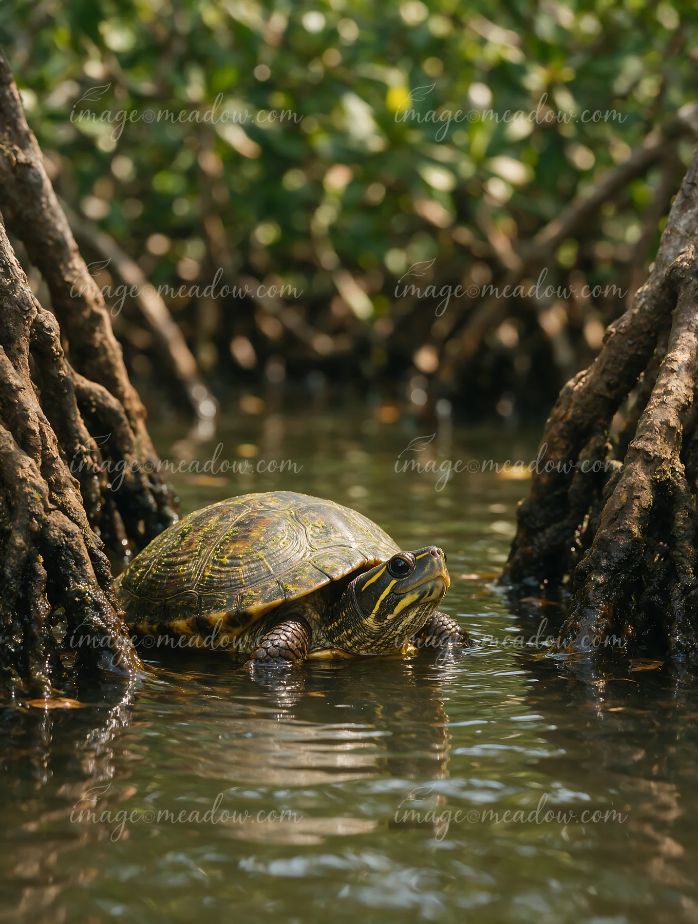 Turtle peeks above calm water between tree roots in a shaded woodland wetland.