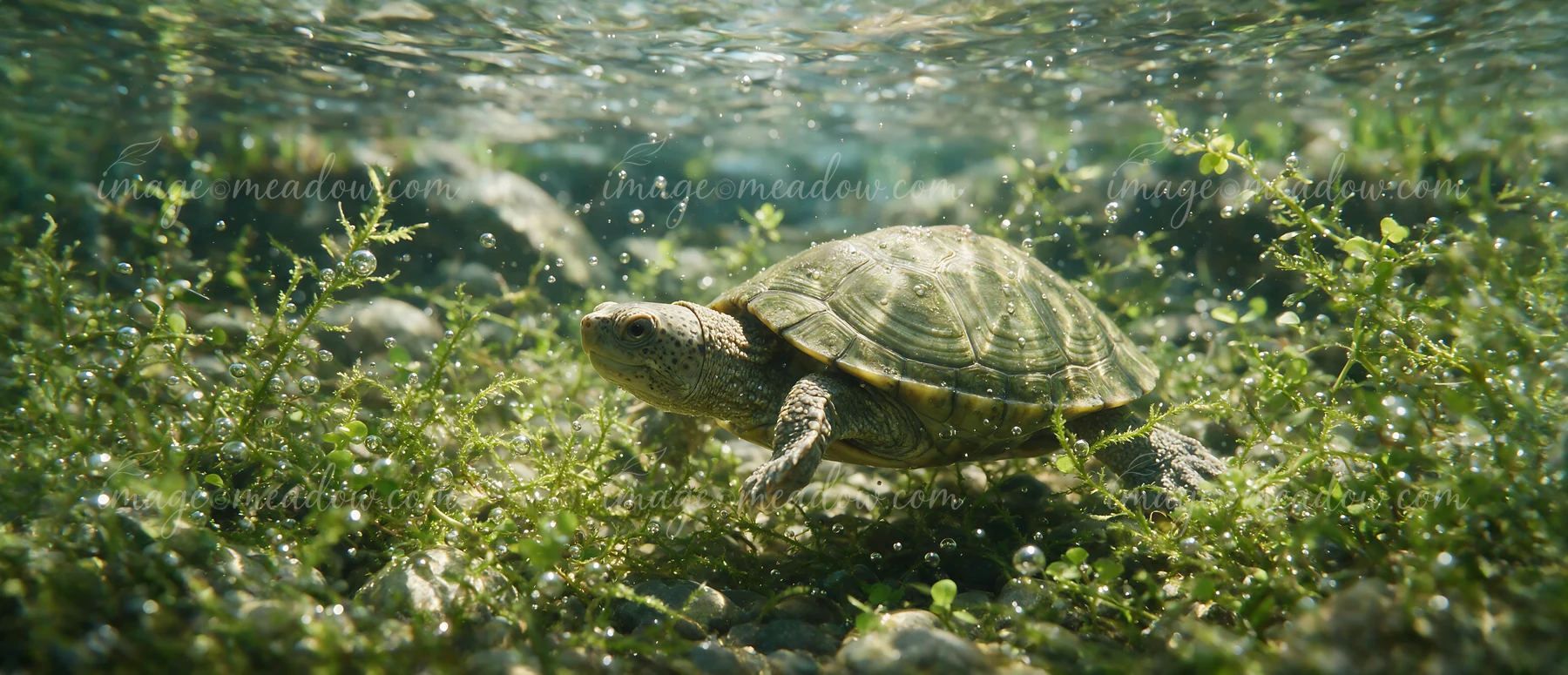 Turtle swims through aquatic plants and bubbles in clear freshwater above a rocky bottom.
