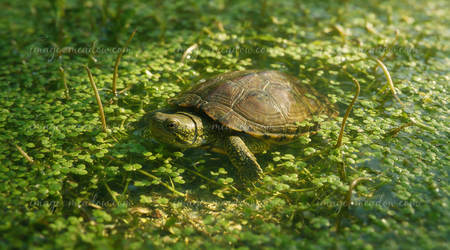 Turtle swims through floating aquatic plants in a sunlit freshwater pond.