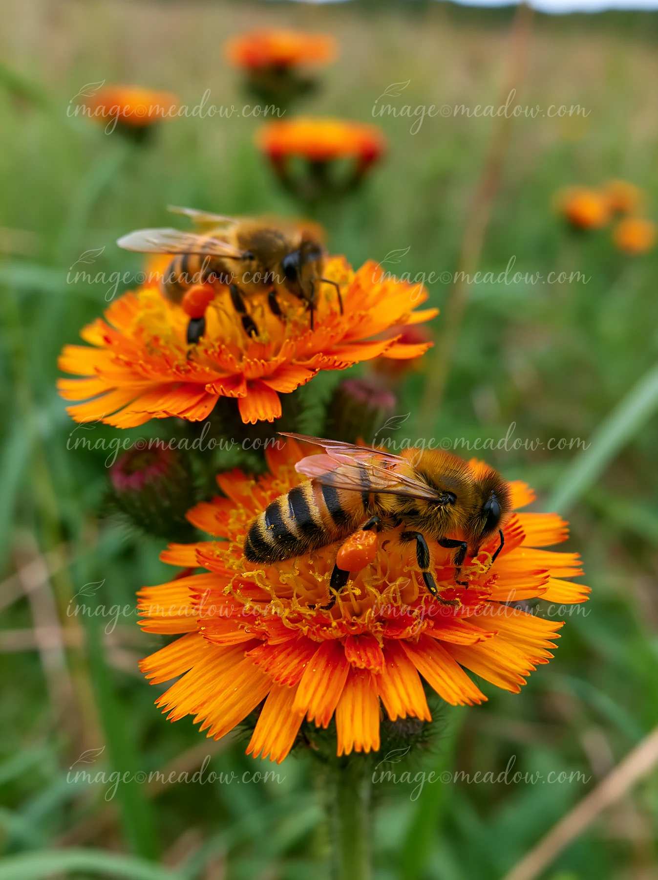 Two bees forage on bright orange meadow flowers against a softly blurred green meadow background.