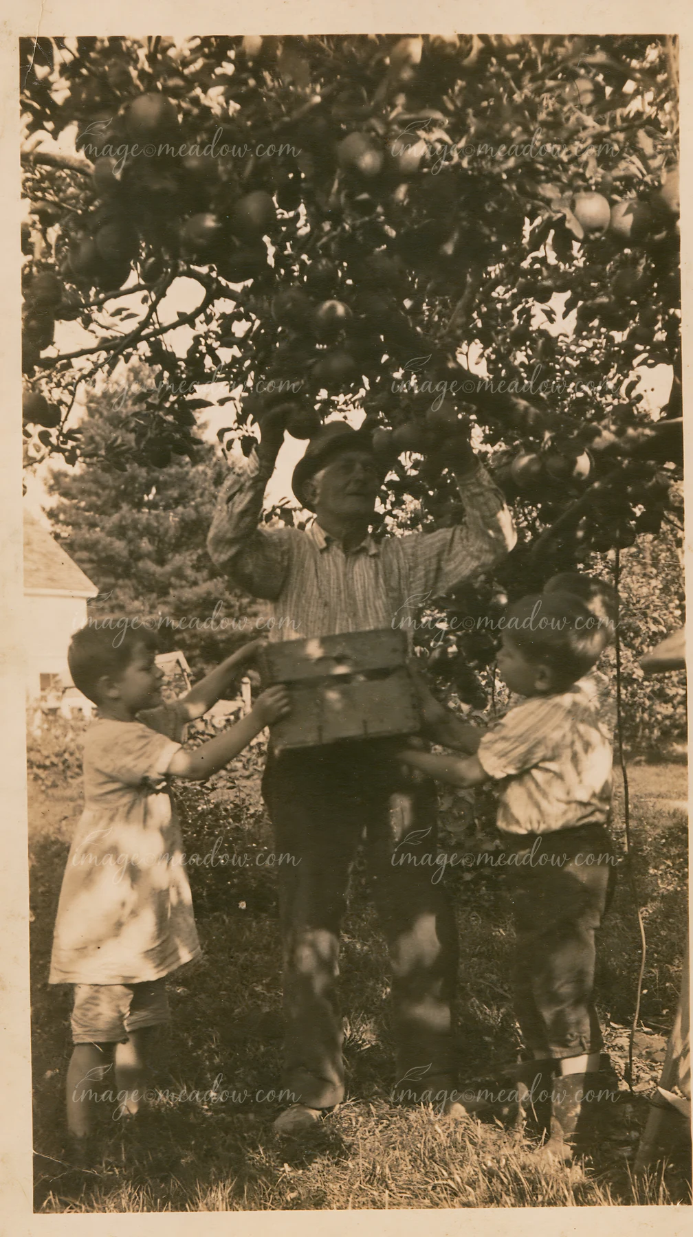 Two children assist a grandfather in picking apples from a tree in an orchard.