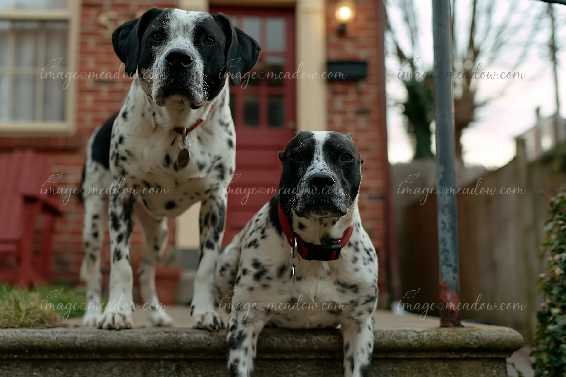 Two dogs with rare dog breed spotted coats stand on a stone step at a home.