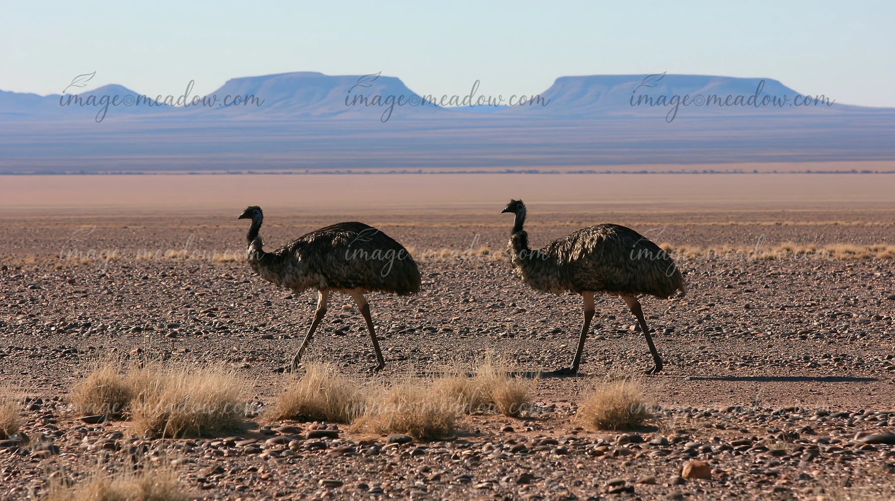 Two emus walk across a dry outback plain in Australia with scattered vegetation.