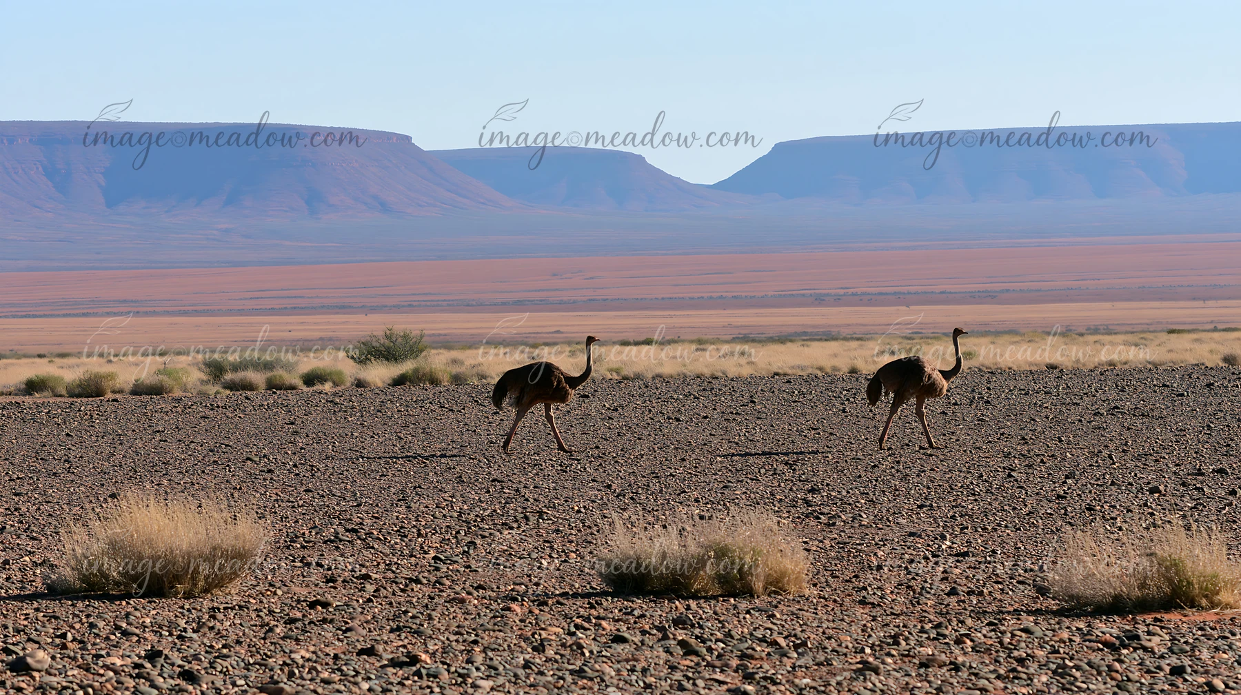 Two emus walk across a dry outback plain with sparse vegetation and distant hills in the background.