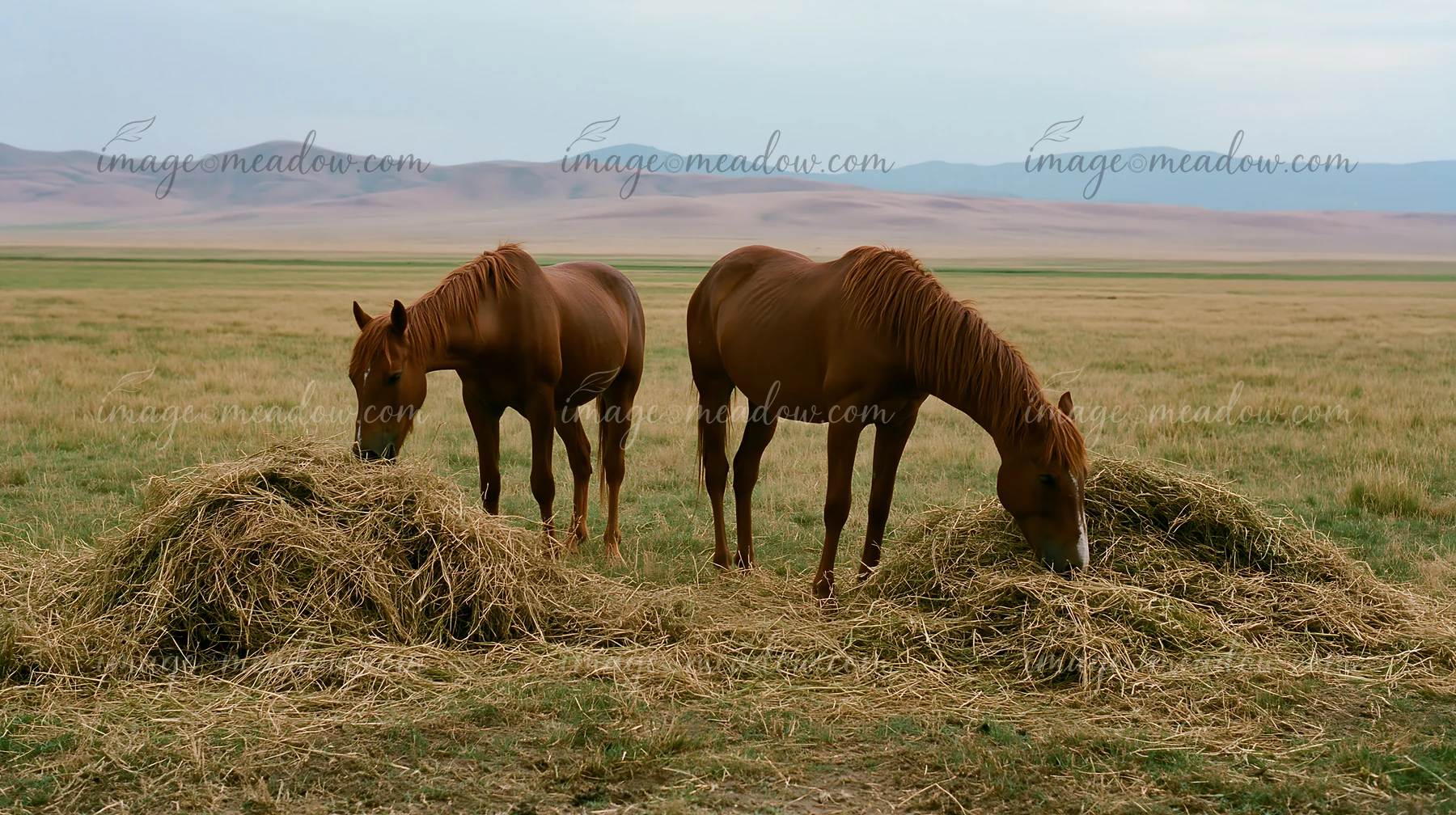 Two horses are eating hay in a grassy field under a cloudy sky.