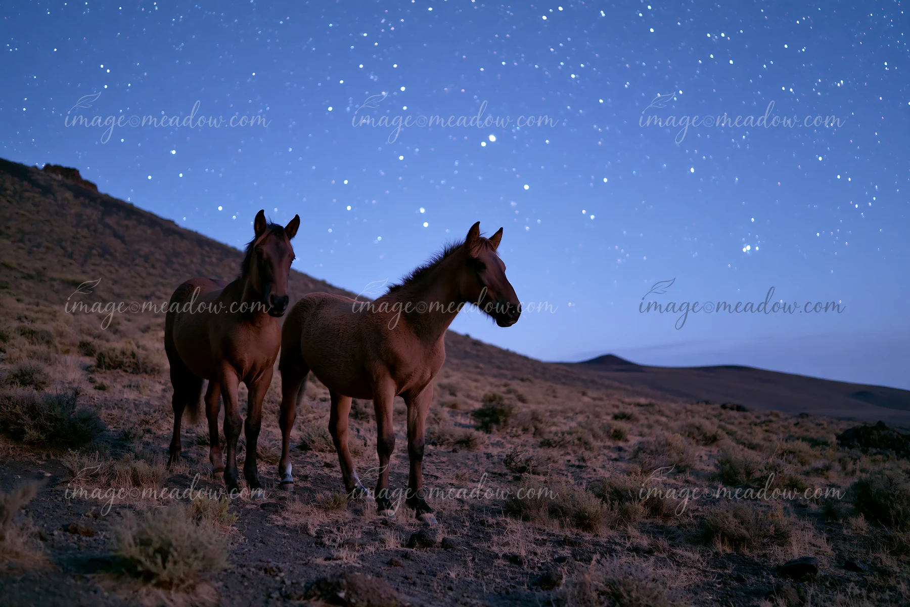 Two horses stand in a desert area under a clear night sky filled with stars.
