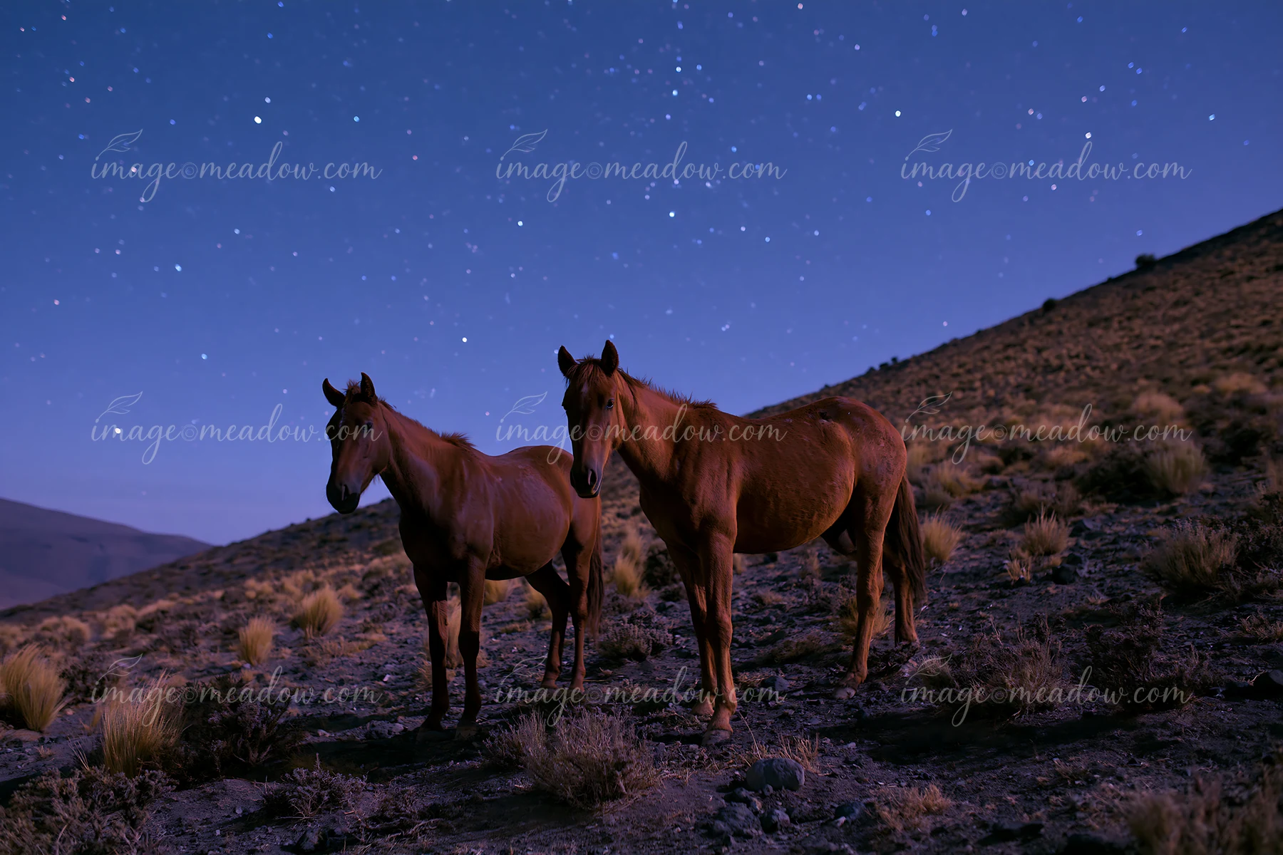 Two horses stand on a rugged landscape under a clear night sky filled with stars.