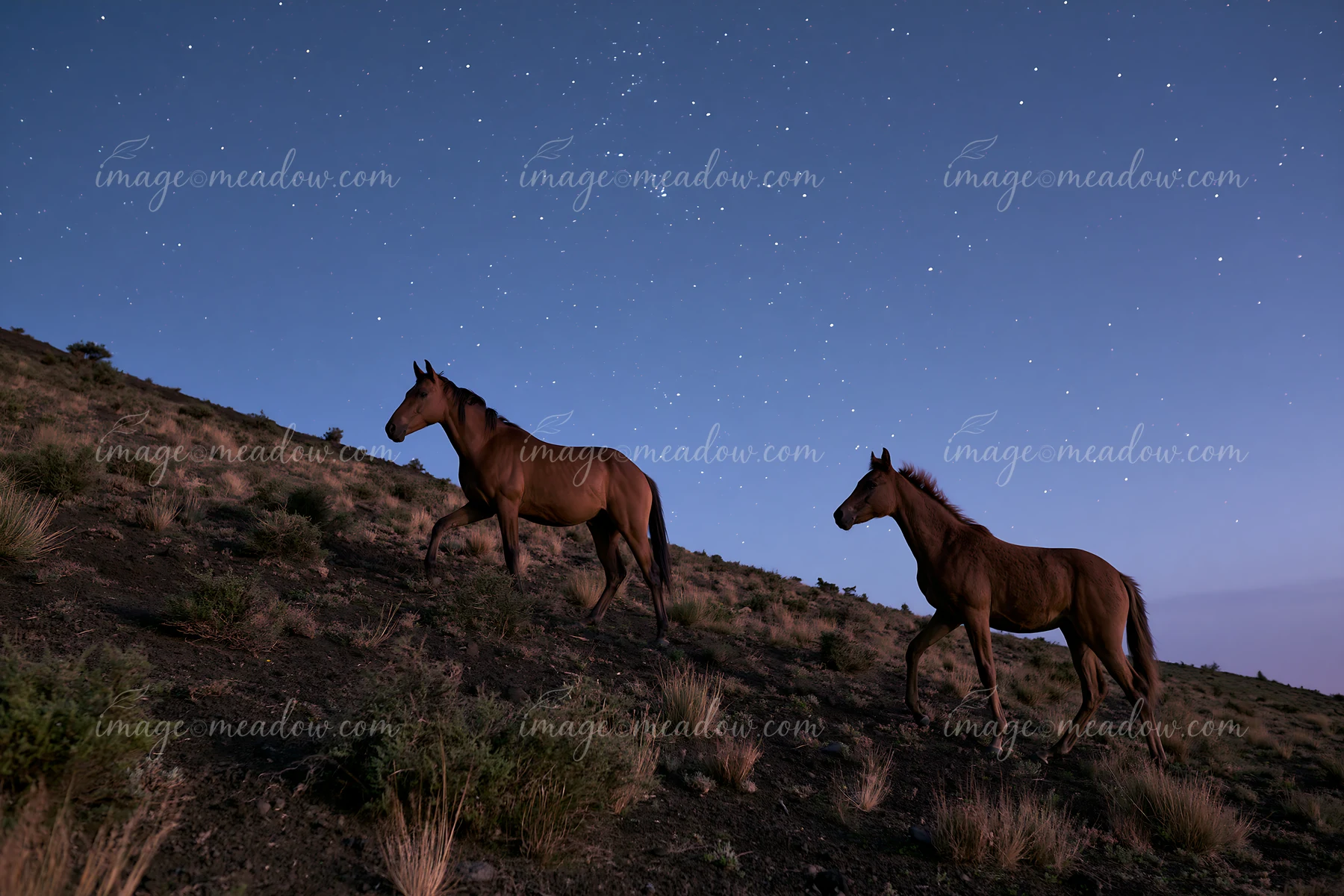 Two horses walk gracefully along a hillside as starlight illuminates the night sky.