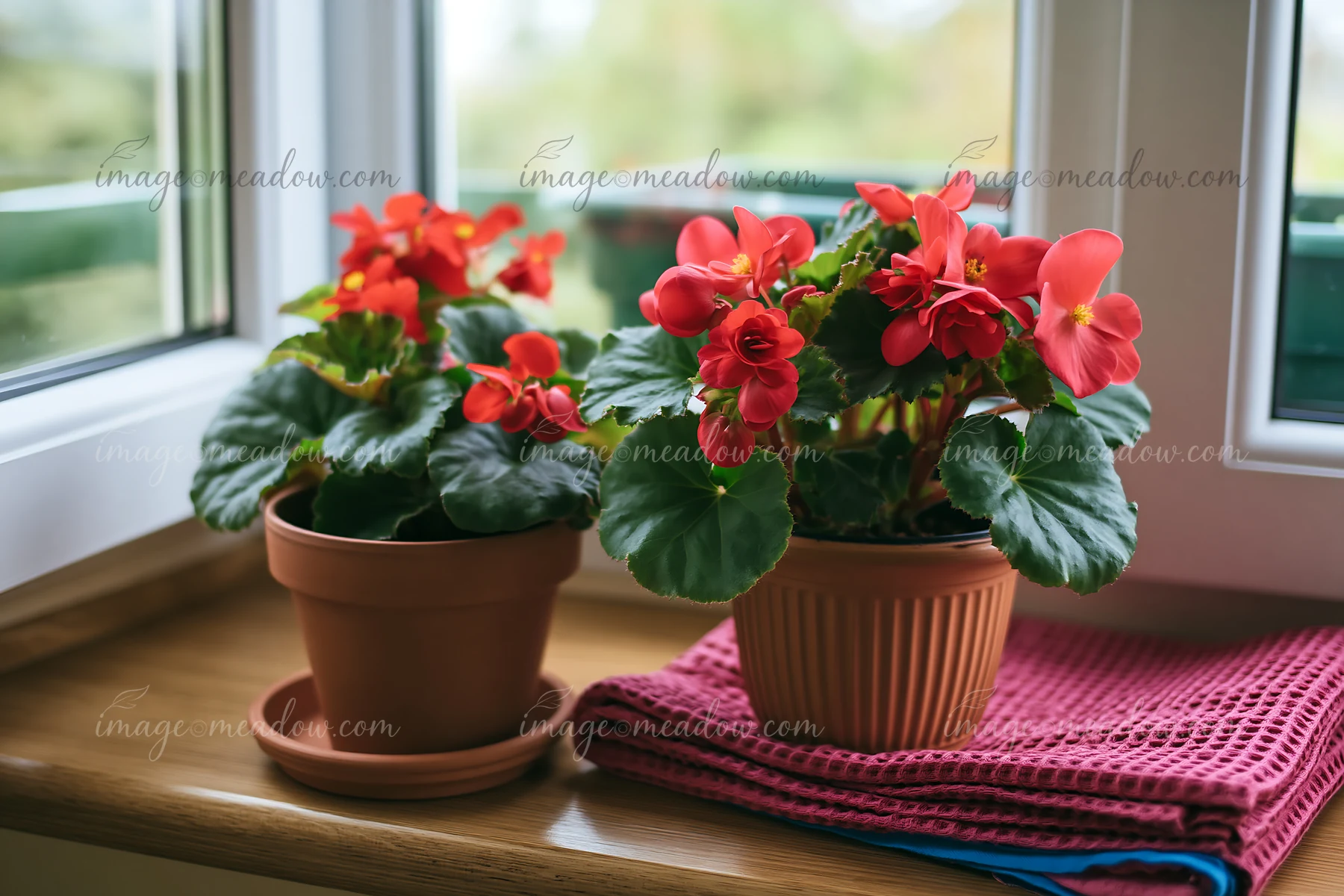 Two pots of begonia flowers on a wooden balcony ledge attract attention.