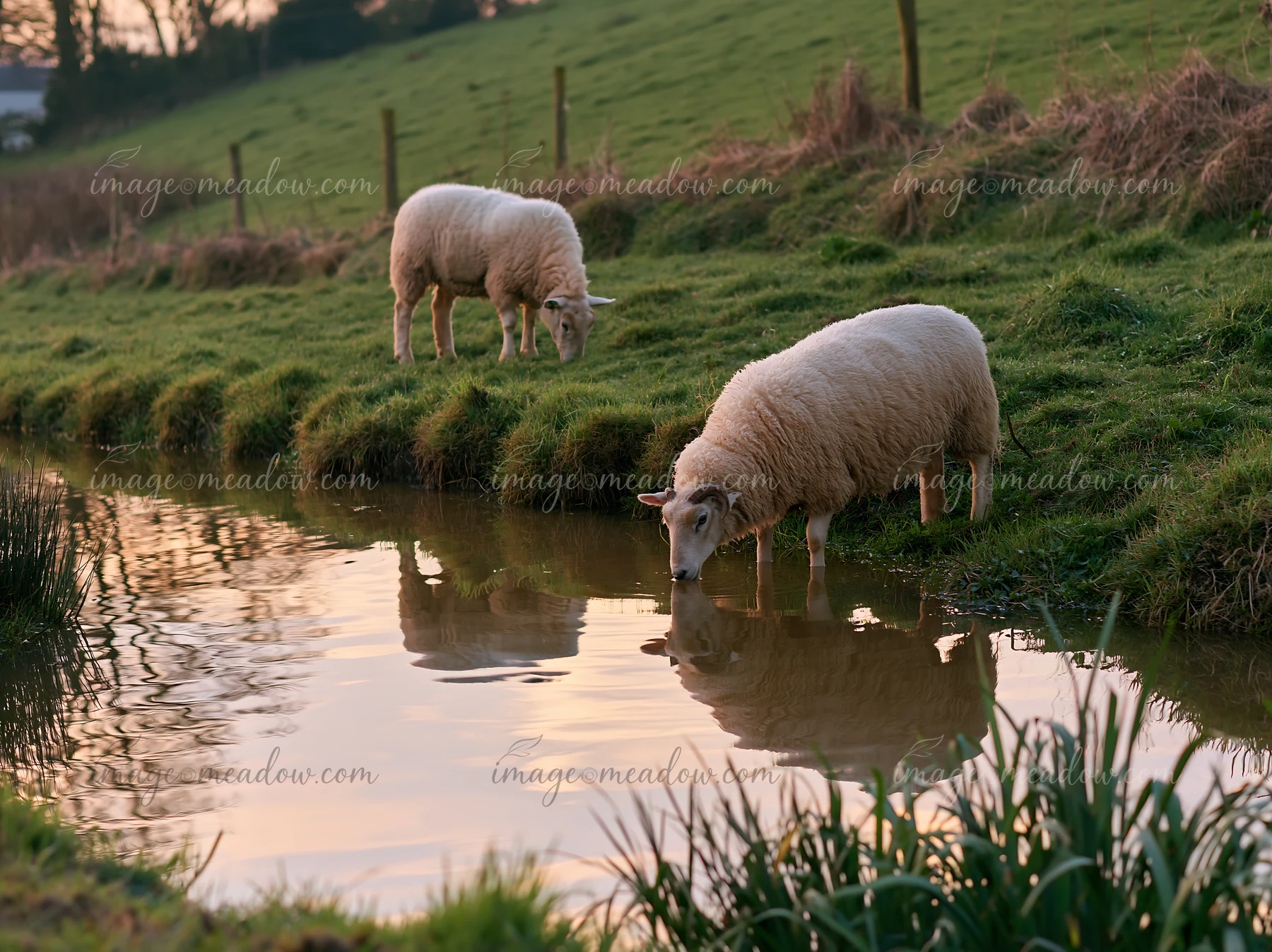 Two sheep are grazing on a green meadow hillside near a calm water source during sunset.