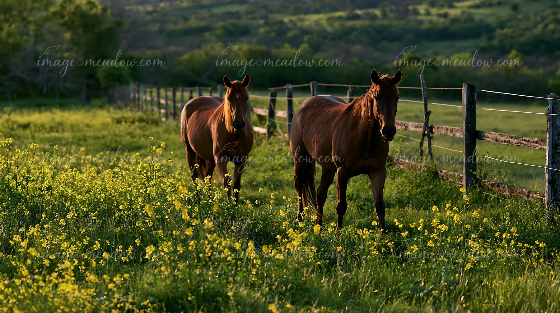 Two wild horses walk through a vibrant field filled with spring flowers under soft natural light.