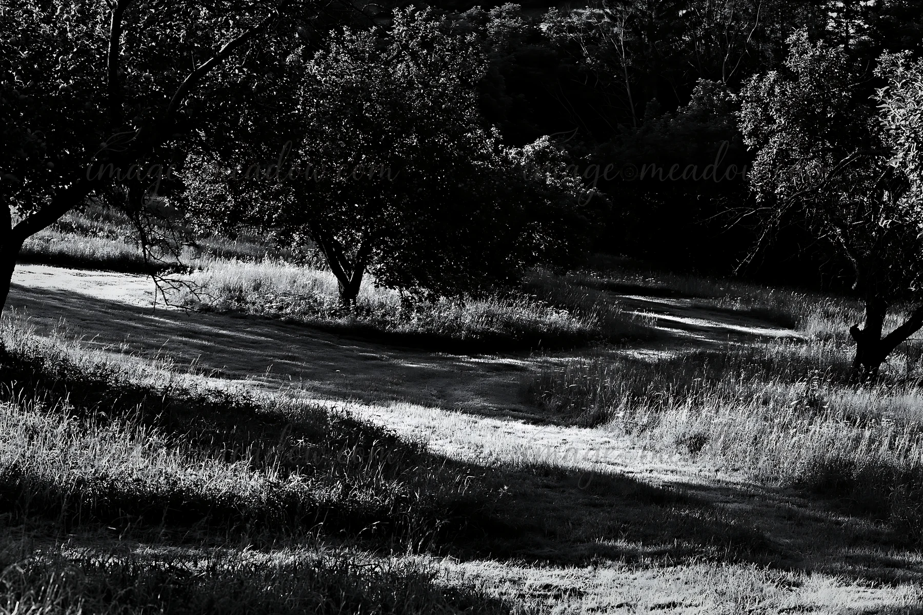In this valley apple meadow, trees are scattered among tall grass, creating a winding path through the landscape. The scene captures a natural setting during da