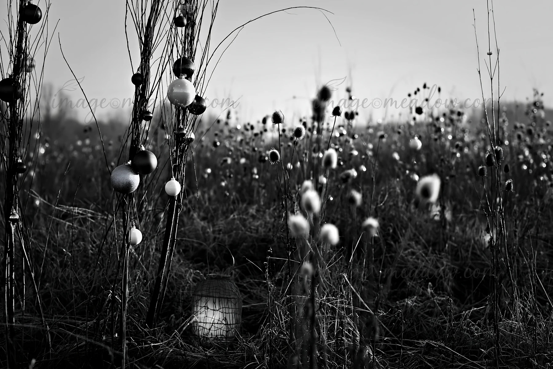 Seedheads stand in a frosty meadow during winter. Lanterns are placed among the plants. The scene shows the landscape covered in white frost, creating a quiet a