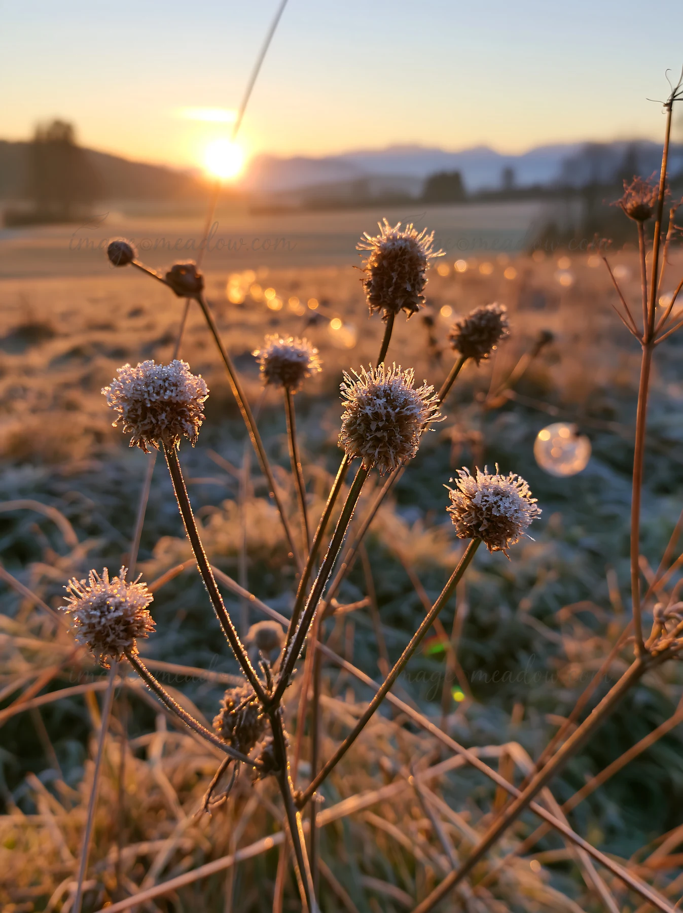 Frost-covered seedheads stand tall in a vast Christmas meadow as the sun rises. Soft light illuminates the landscape, highlighting frozen details in the early m