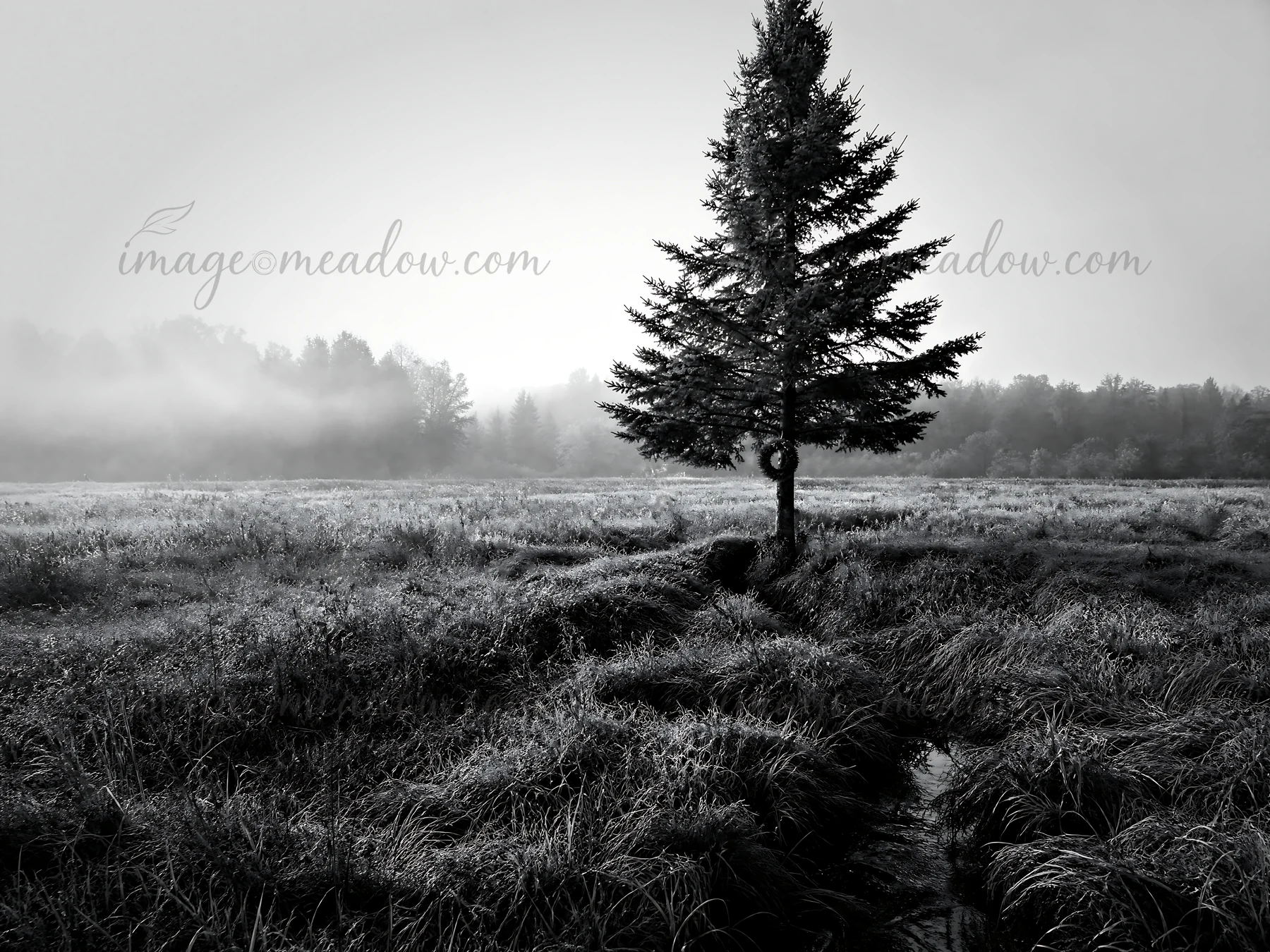 A Christmas tree stands alone in a misty meadow at dawn. The soft light illuminates the tree and surrounding grass. The quiet landscape creates a unique focal p