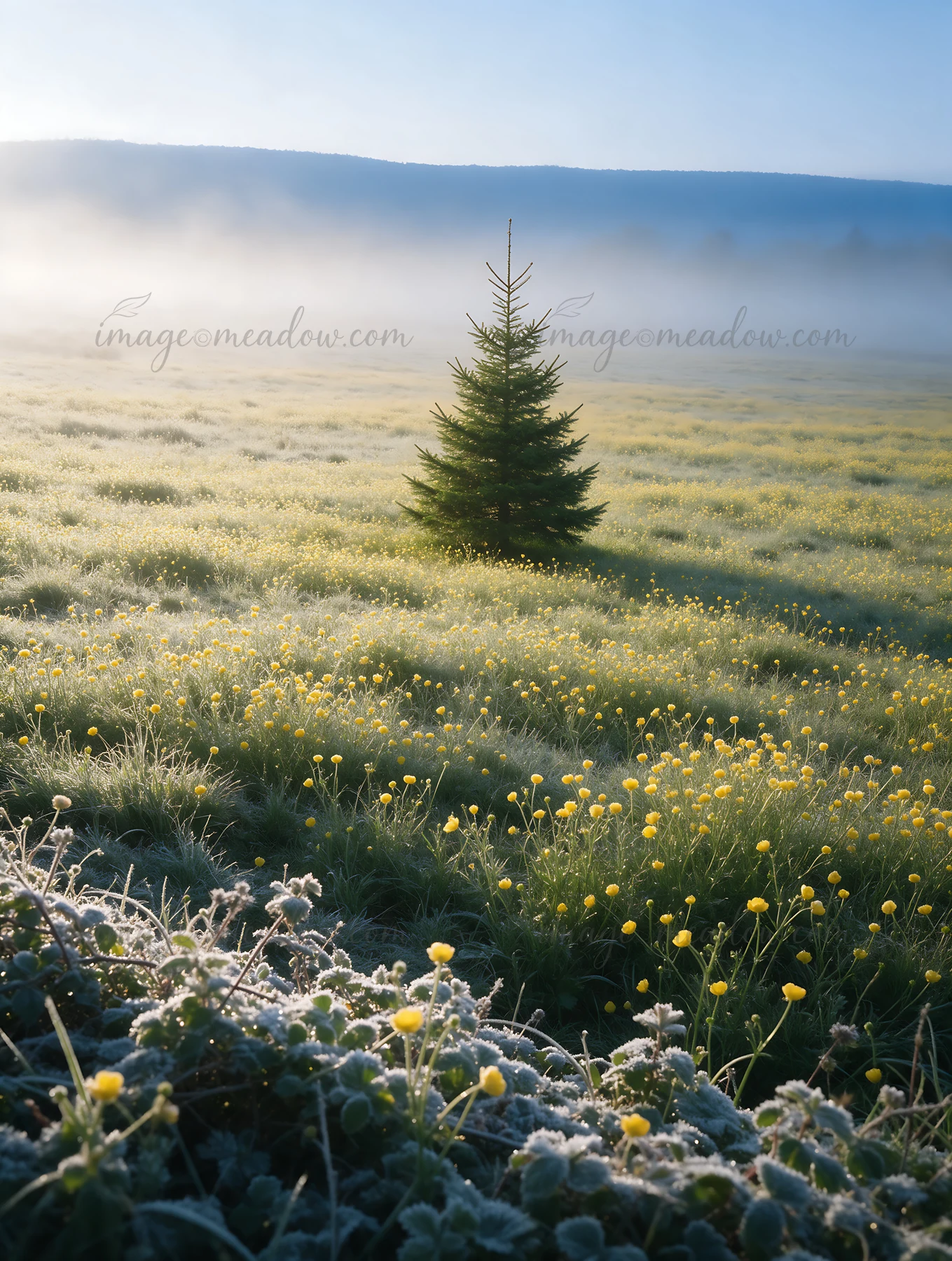 A vibrant Christmas tree is set in a winter meadow filled with yellow flowers. The foreground features frosty vegetation with mist hovering over the landscape.
