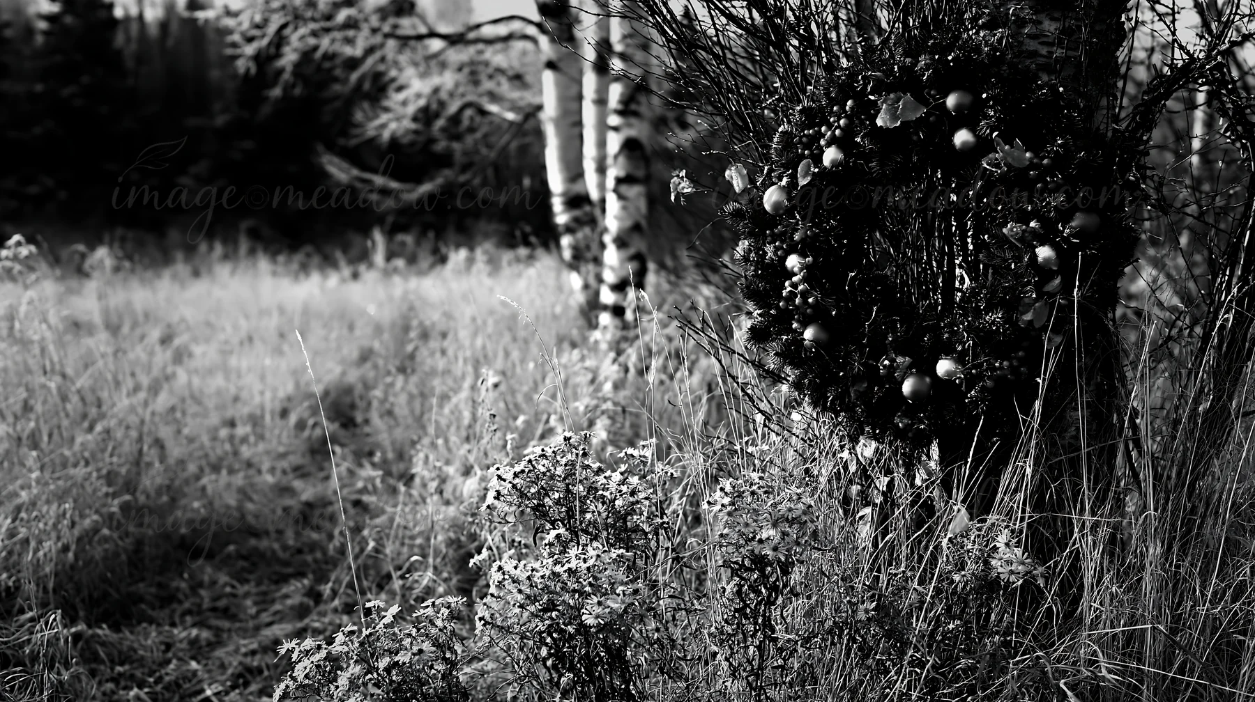 A Christmas wreath hangs on a bush in a meadow. The grass is tall and dry, indicating winter. Trees are visible in the background, creating a natural setting fo