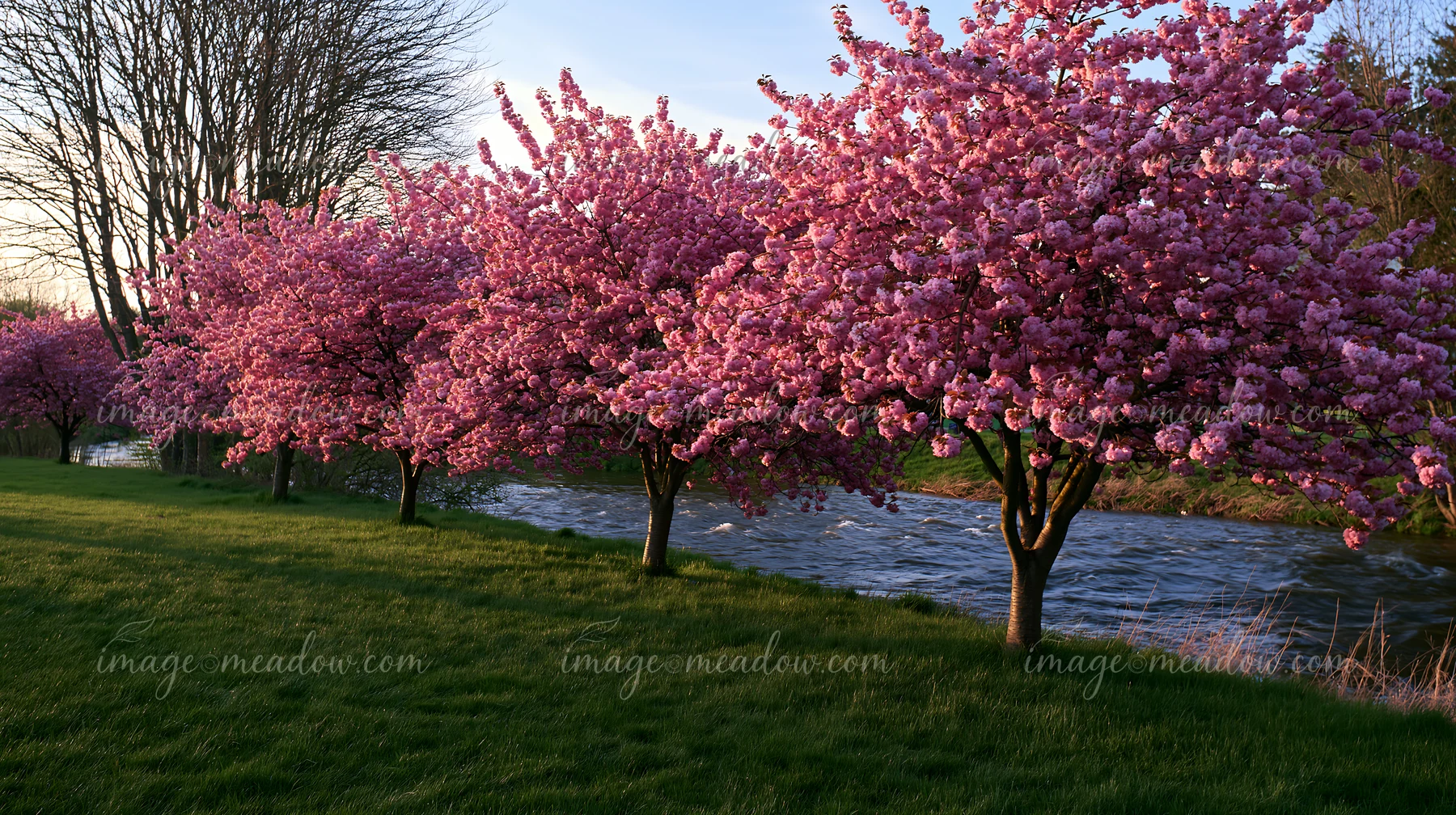 Vibrant pink trees stand along a riverbank after a spring storm, with bright blossoms showing against the green grass and soft light from the setting sun.
