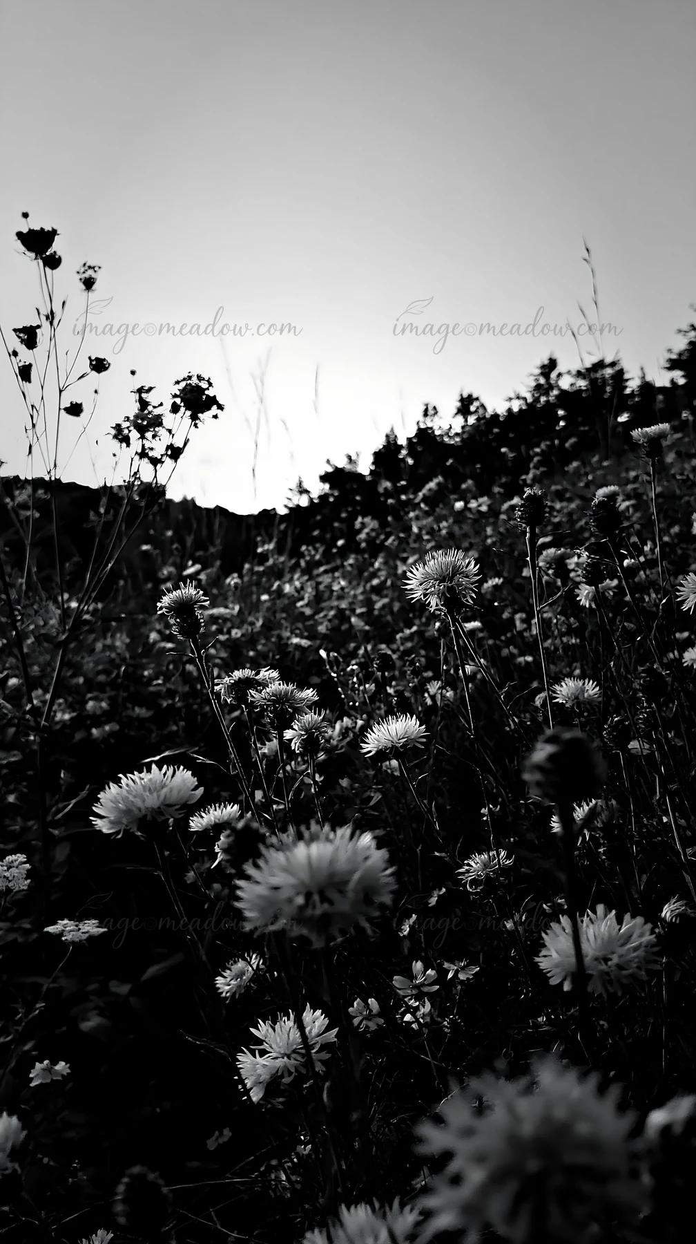 A meadow filled with violet knapweed flowers under a clear sky during dusk. The landscape captures the natural beauty of the wildflowers and surrounding vegetat