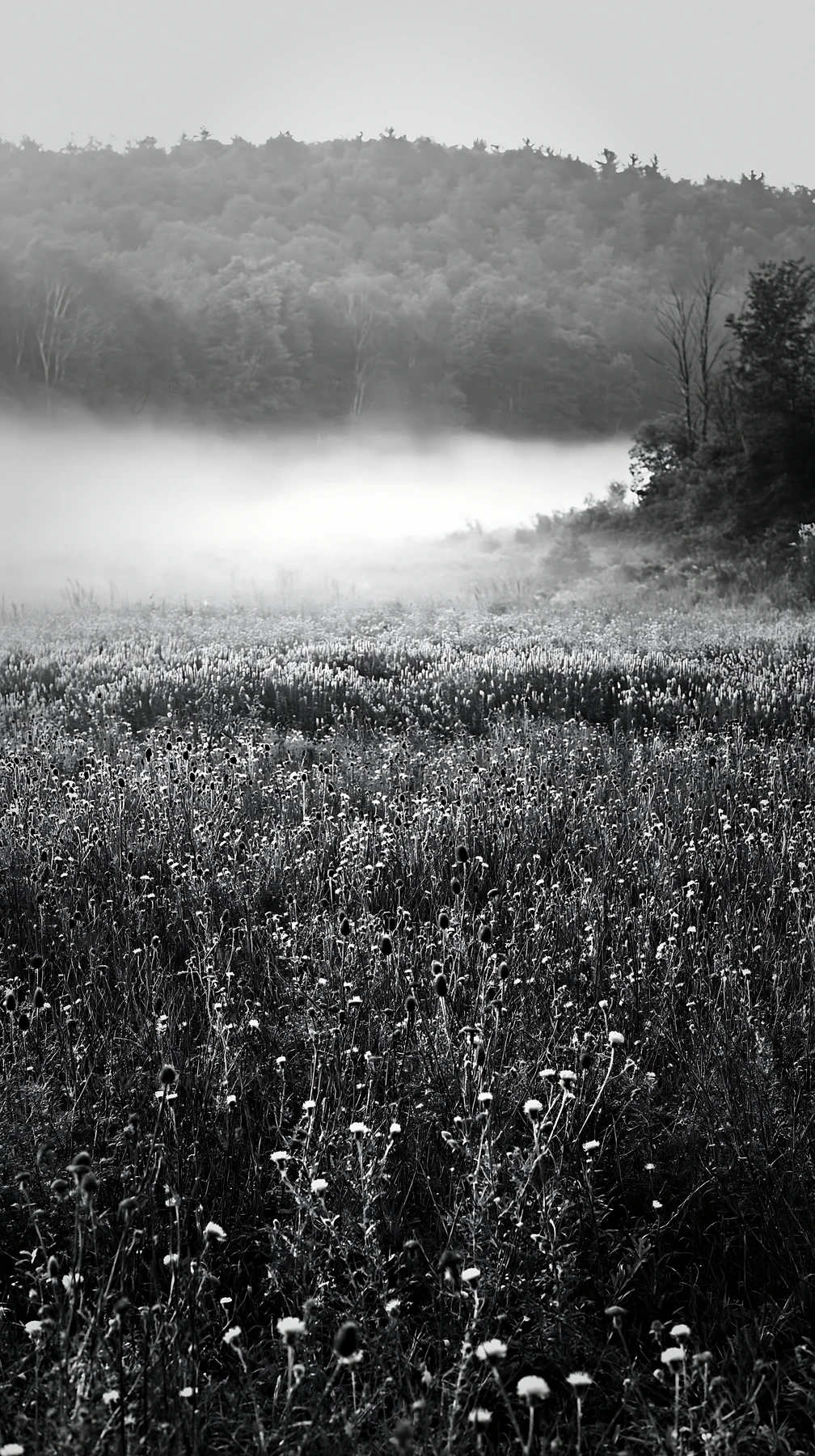 A meadow filled with violet knapweed plants in black and white. Fog blankets the area in the early morning, creating a soft atmosphere. The background shows tre