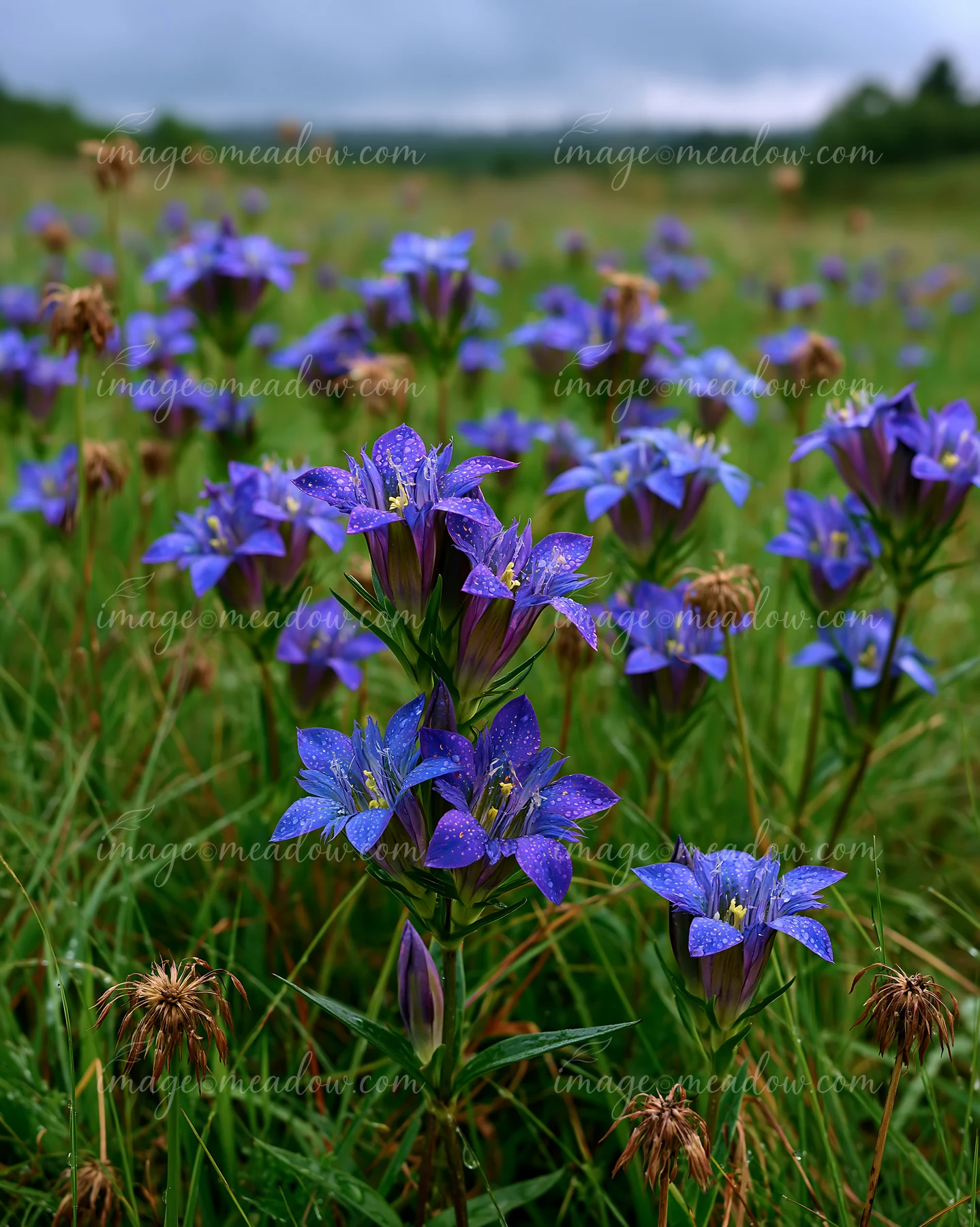 Violet wildflowers grow abundantly in a grassy field under a cloudy sky.