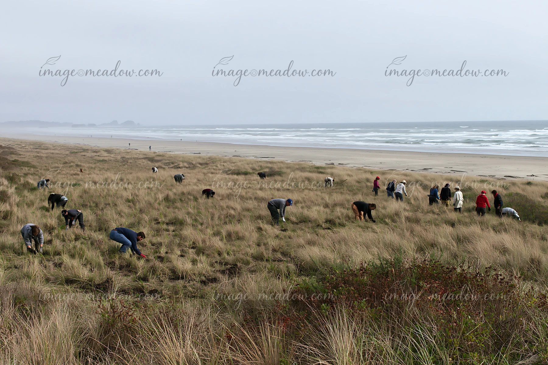 Volunteers restore a coastal meadow beside a broad sandy beach and misty ocean.